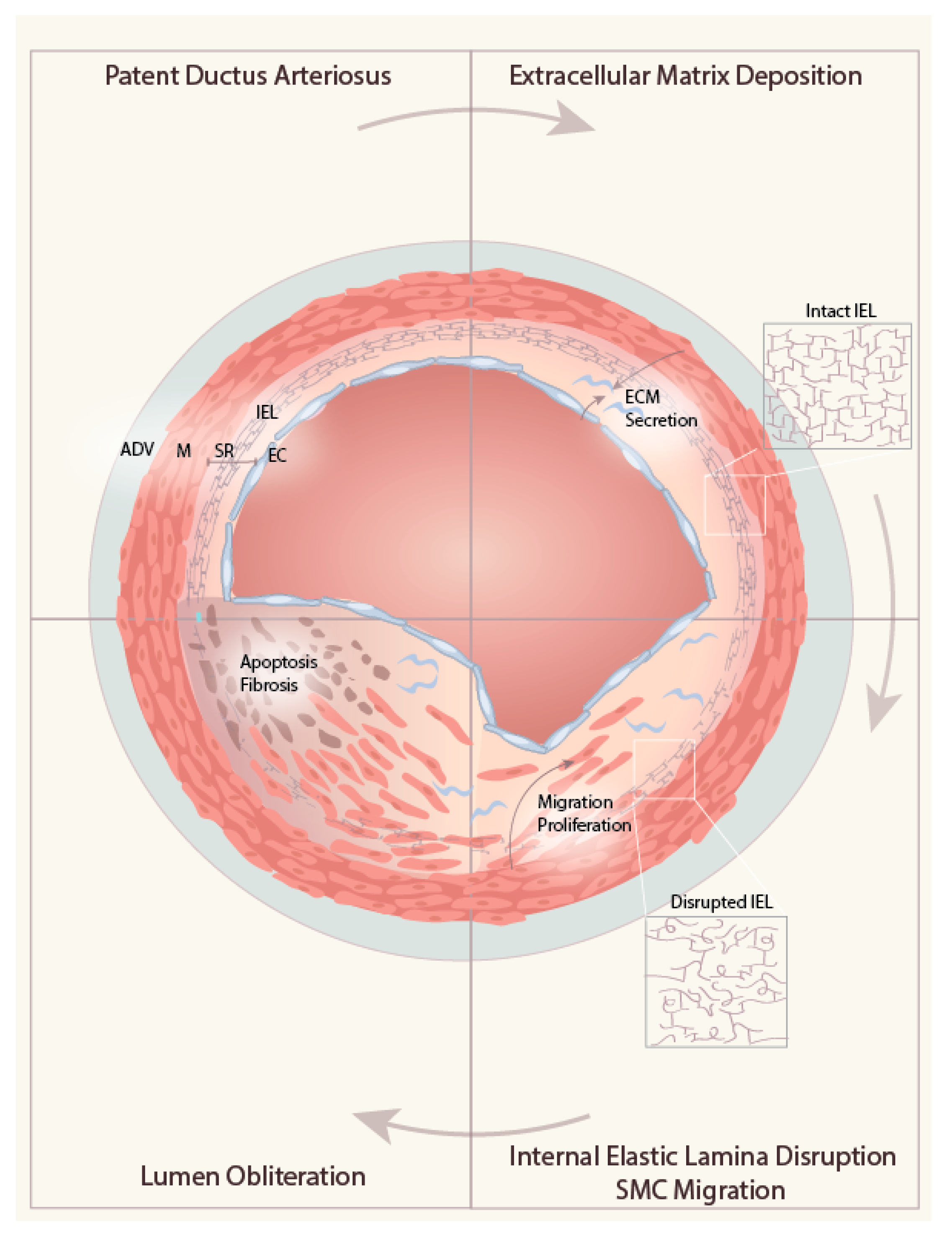 Ijms 21 04761 g002 Ijms 21 04761 g002