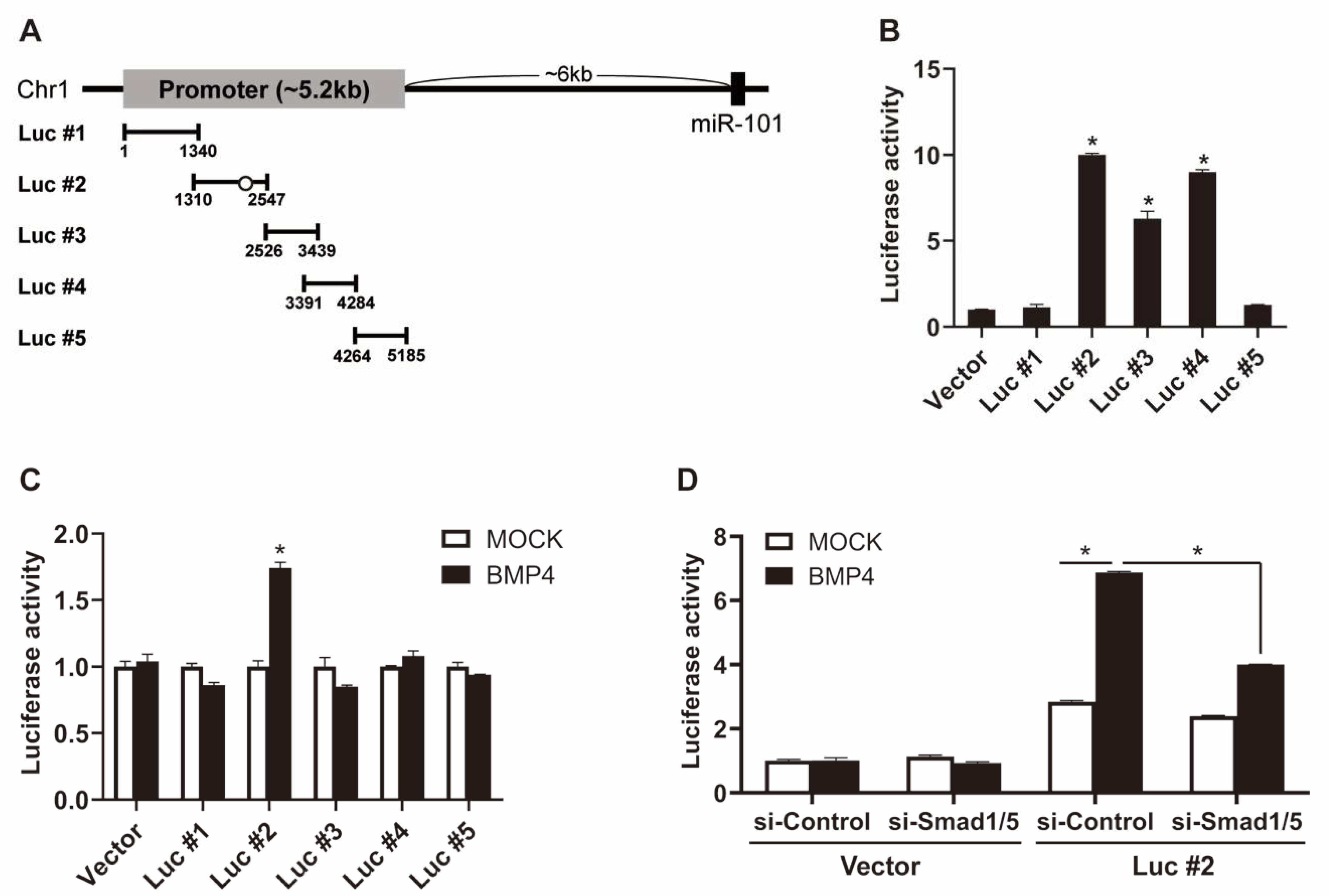 Ijms 21 04764 g004 Ijms 21 04764 g004
