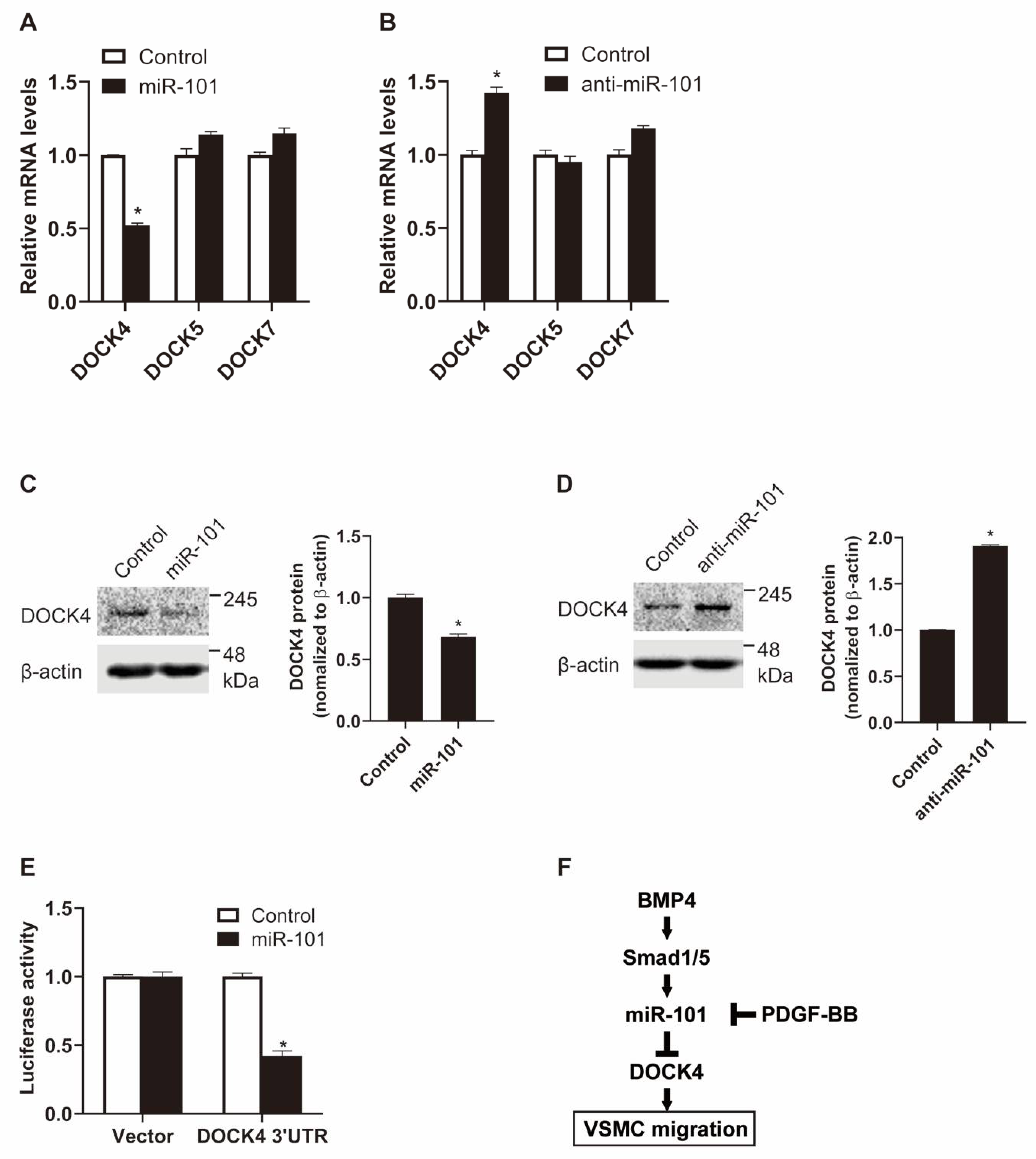 Ijms 21 04764 g005 Ijms 21 04764 g005