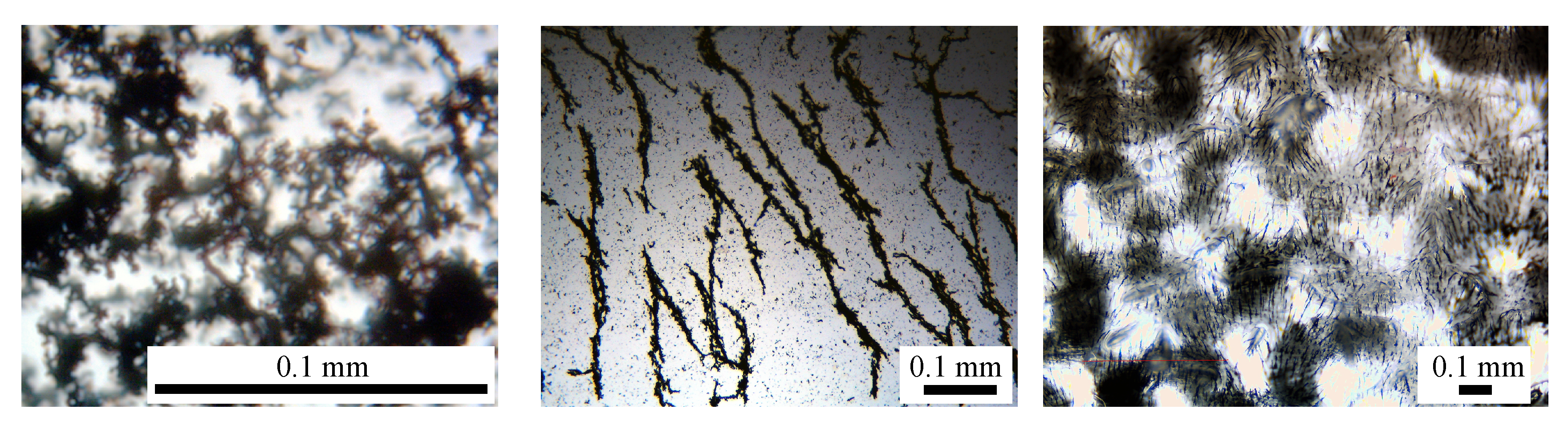 Ijms 21 04785 g007 Ijms 21 04785 g007