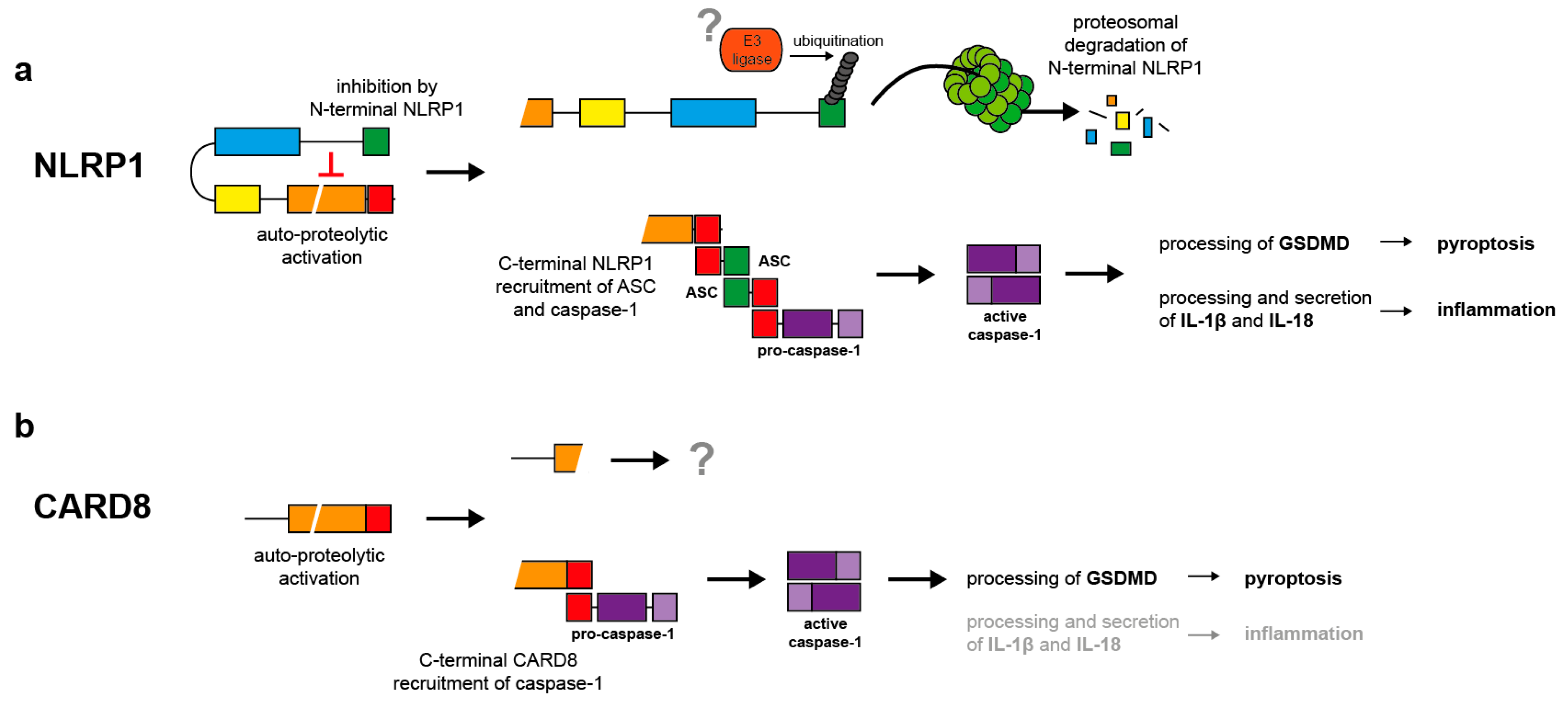 Ijms 21 04788 g002 Ijms 21 04788 g002