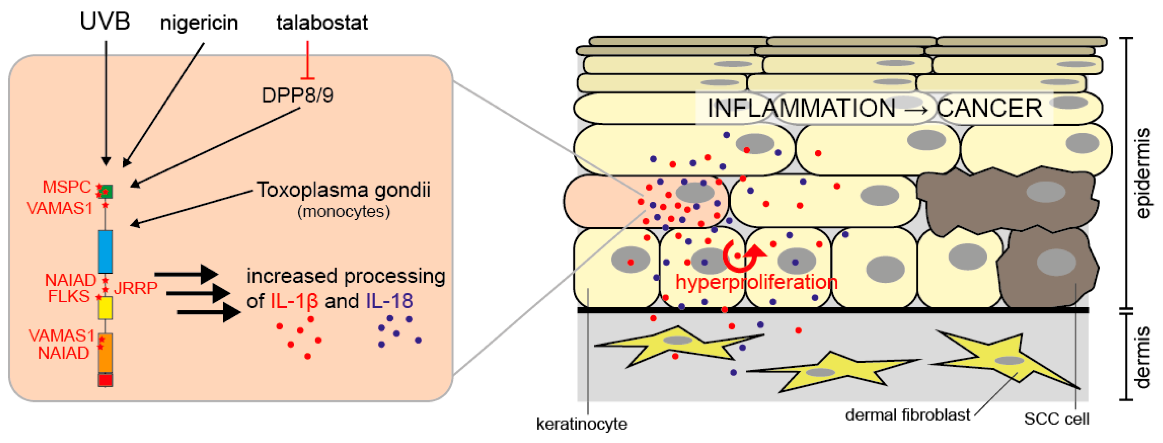 Ijms 21 04788 g003 Ijms 21 04788 g003