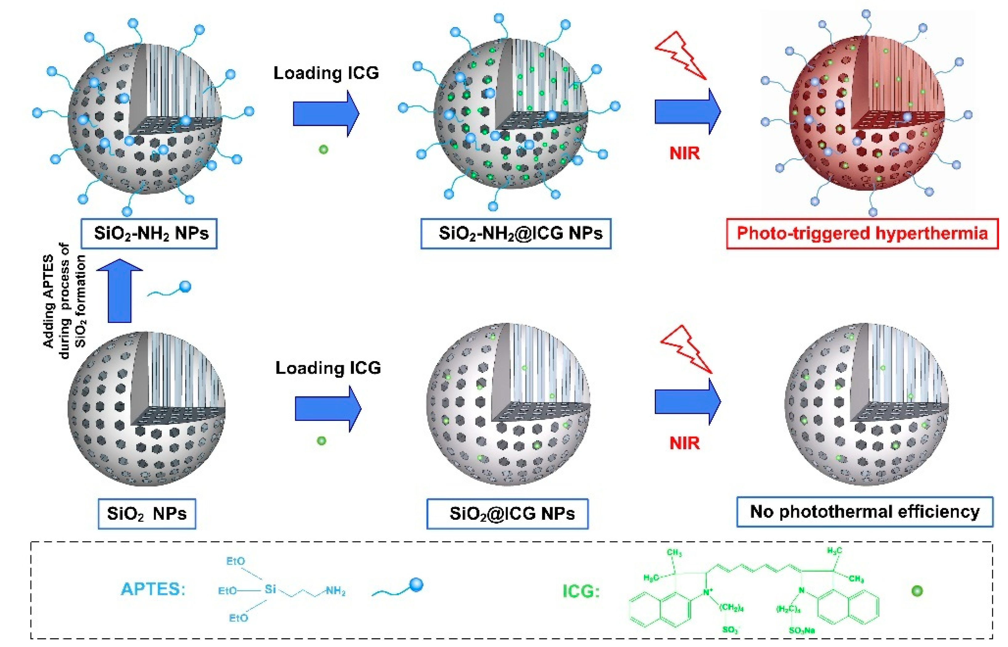 Ijms 21 04789 g001 Ijms 21 04789 g001