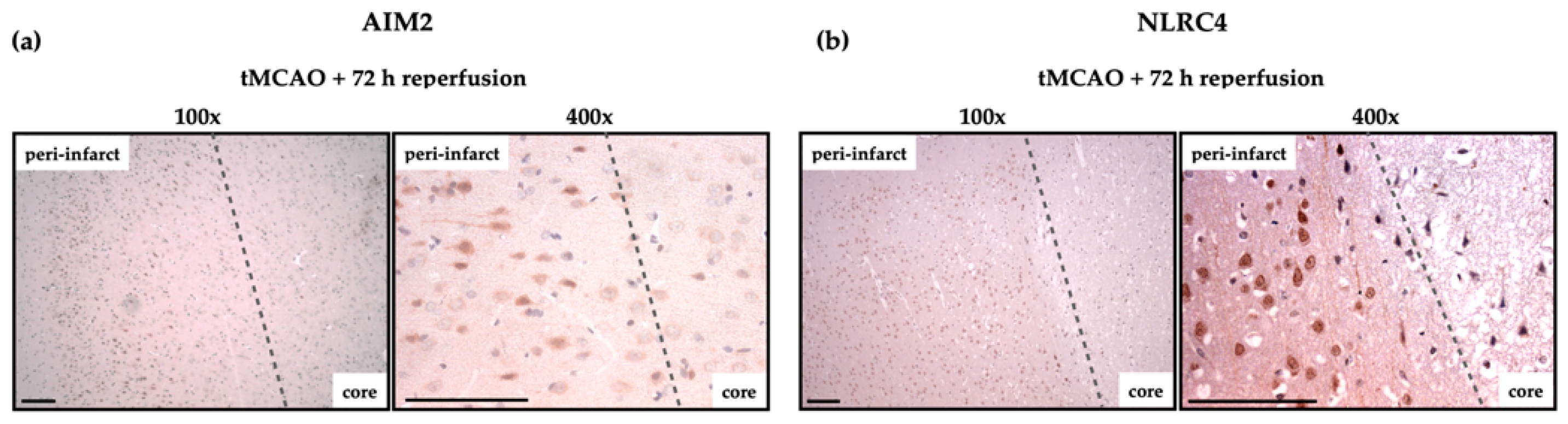 Ijms 21 04795 g0a2 Ijms 21 04795 g0a2