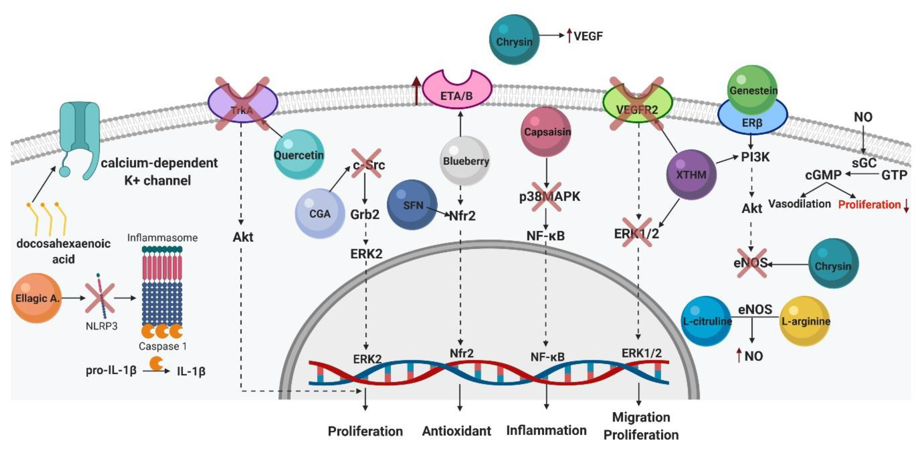 Ijms 21 04827 g003 Ijms 21 04827 g003