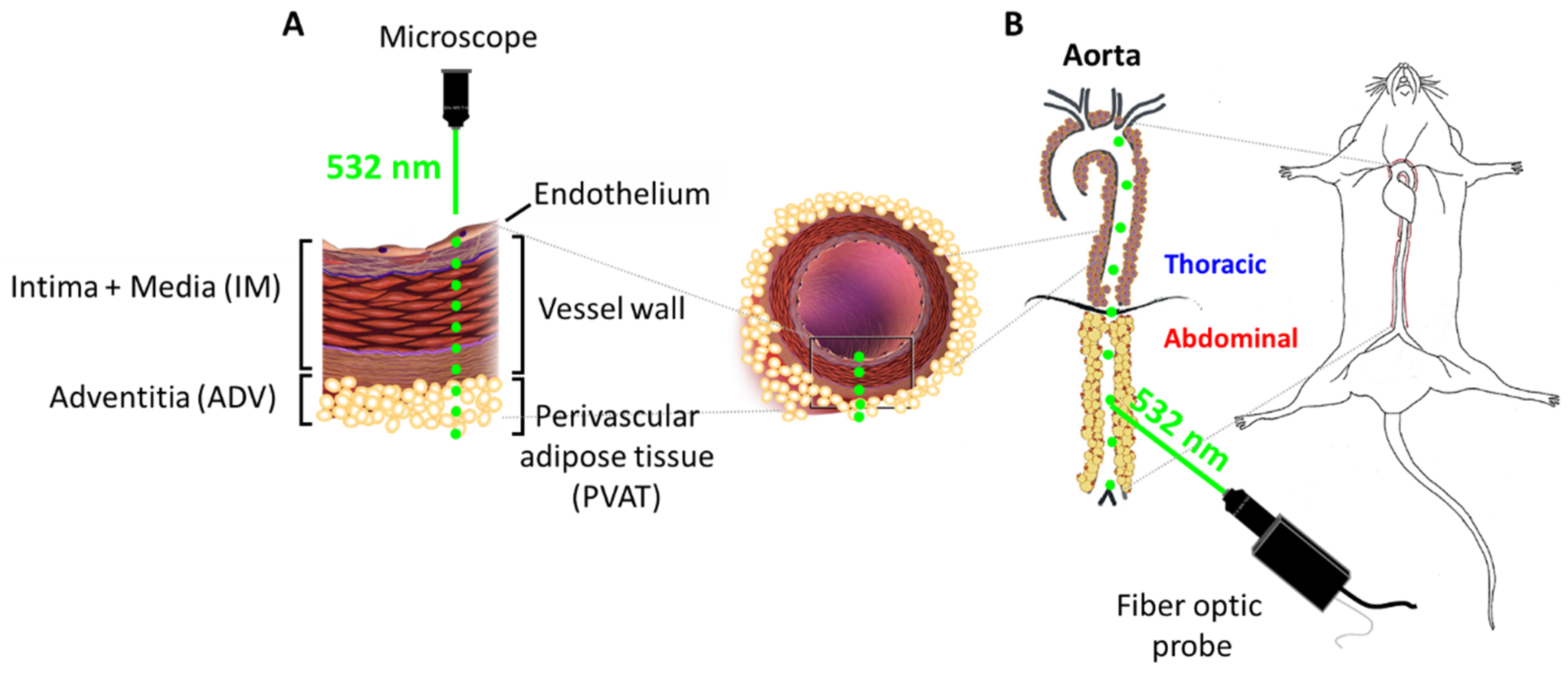 Ijms 21 04838 g001 Ijms 21 04838 g001