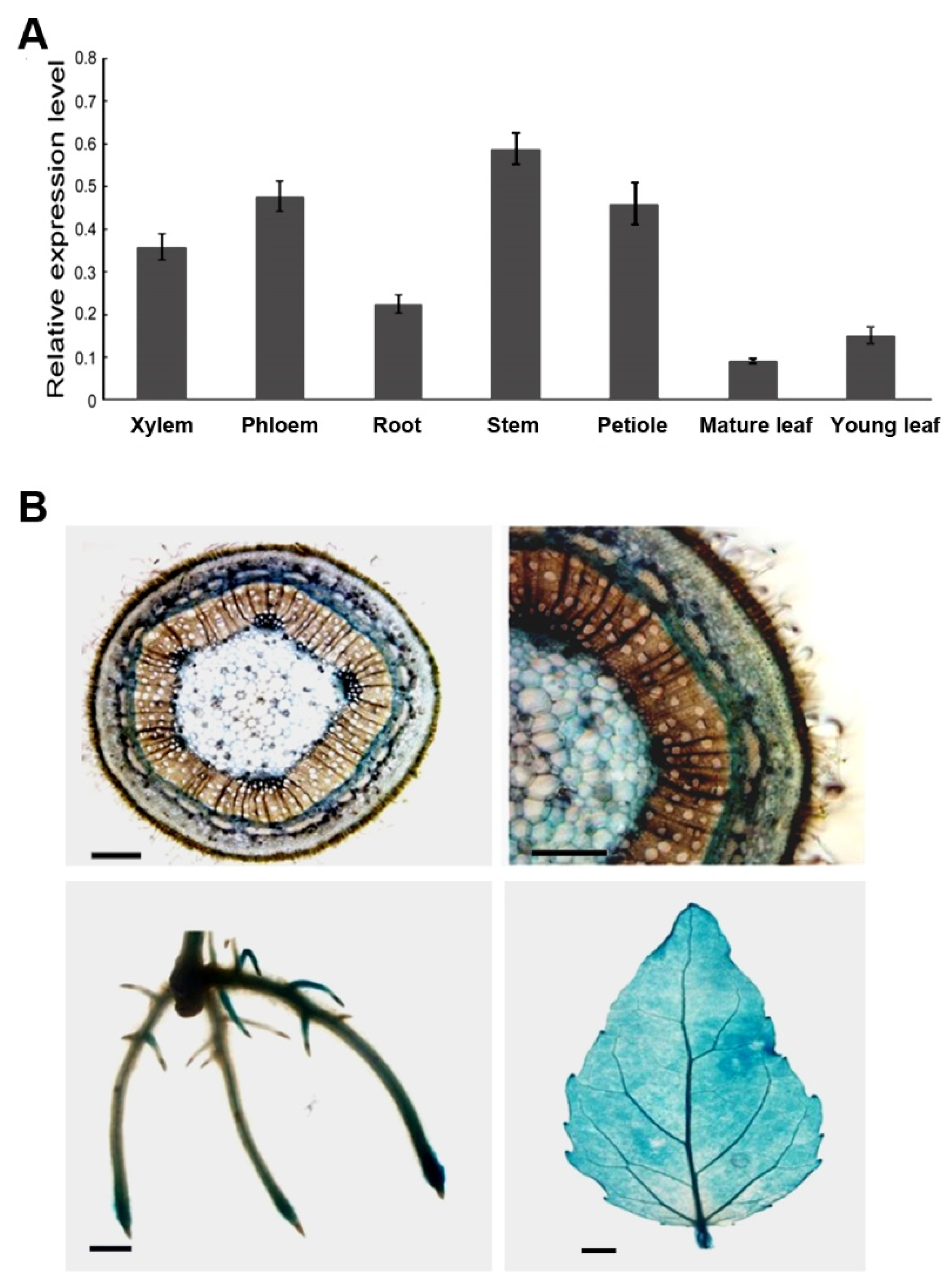 Ijms 21 04857 g002 Ijms 21 04857 g002