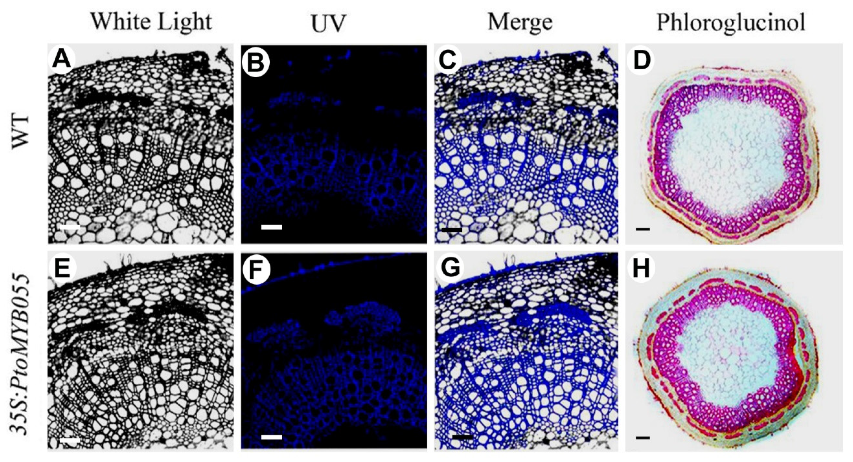 Ijms 21 04857 g005 Ijms 21 04857 g005