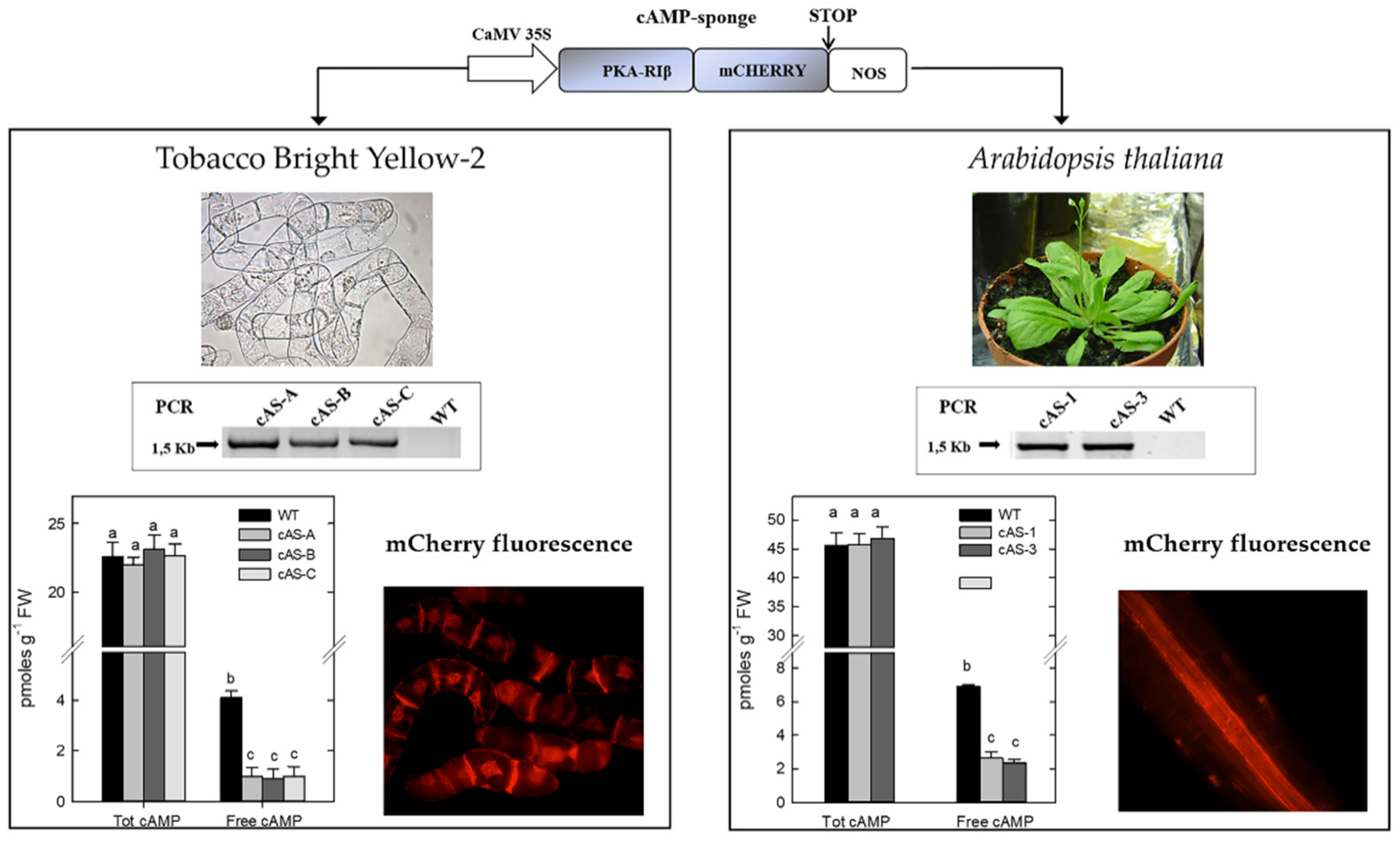 Ijms 21 04862 g001 Ijms 21 04862 g001