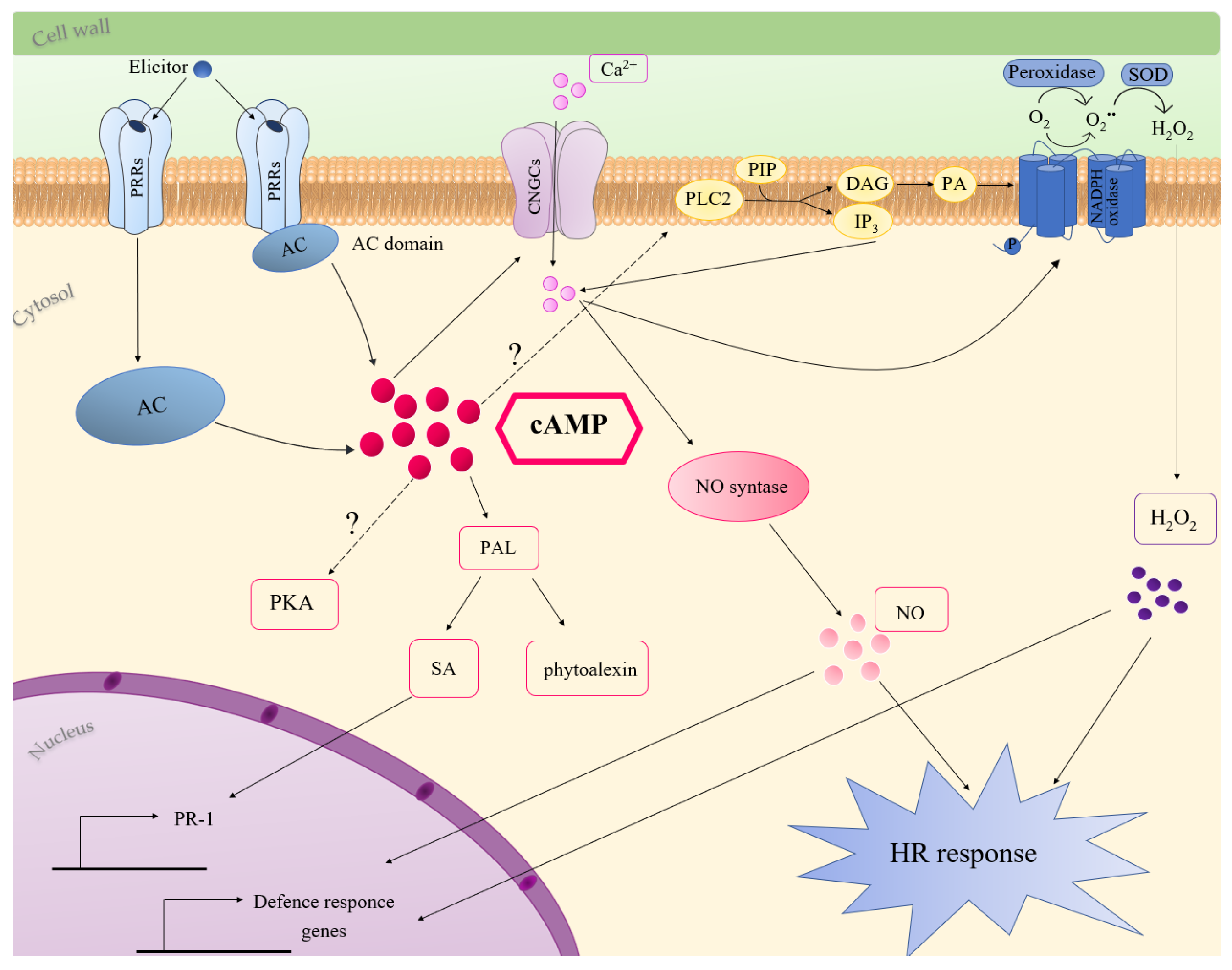 Ijms 21 04862 g003 Ijms 21 04862 g003