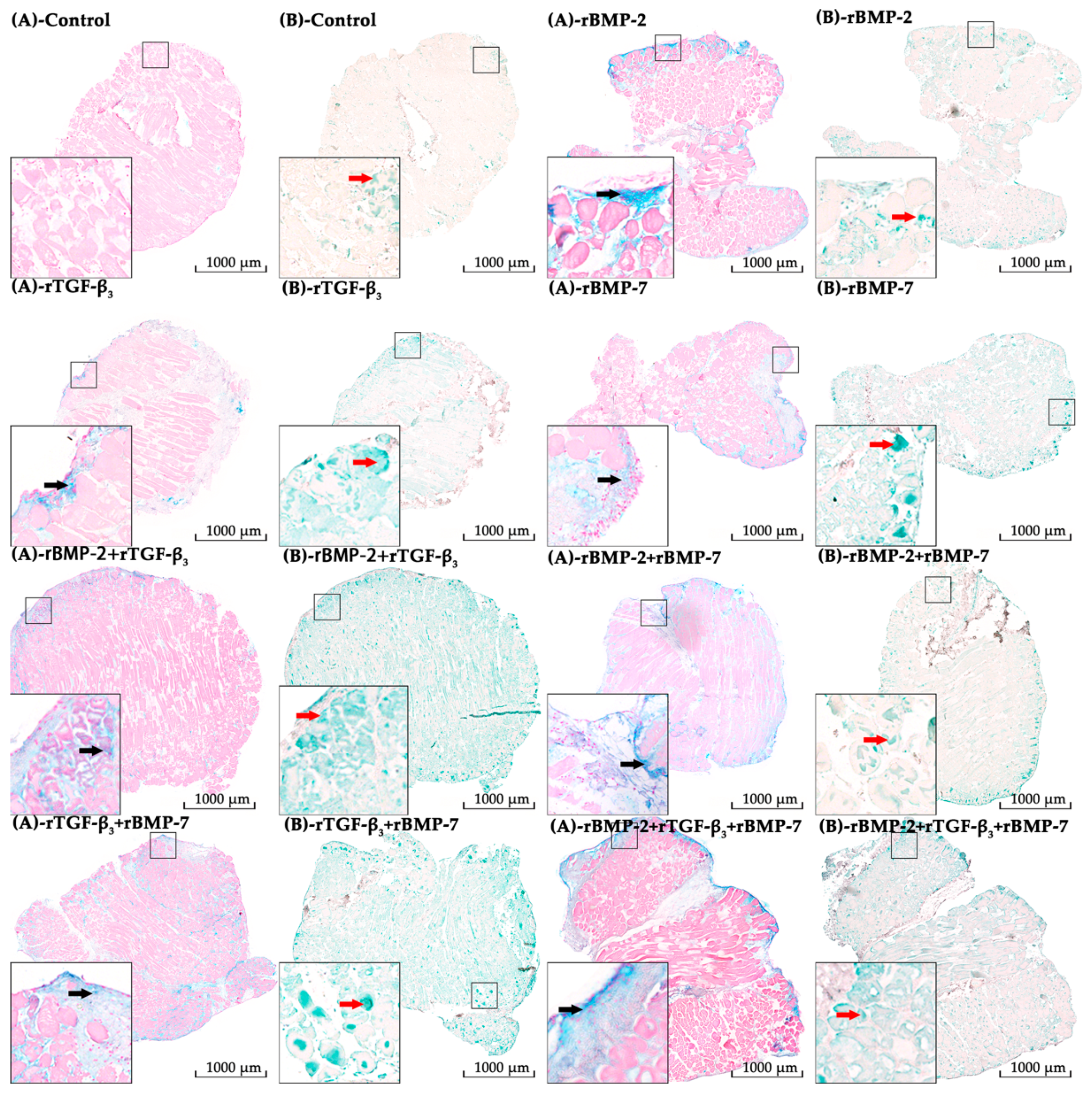 Ijms 21 04863 g007 Ijms 21 04863 g007