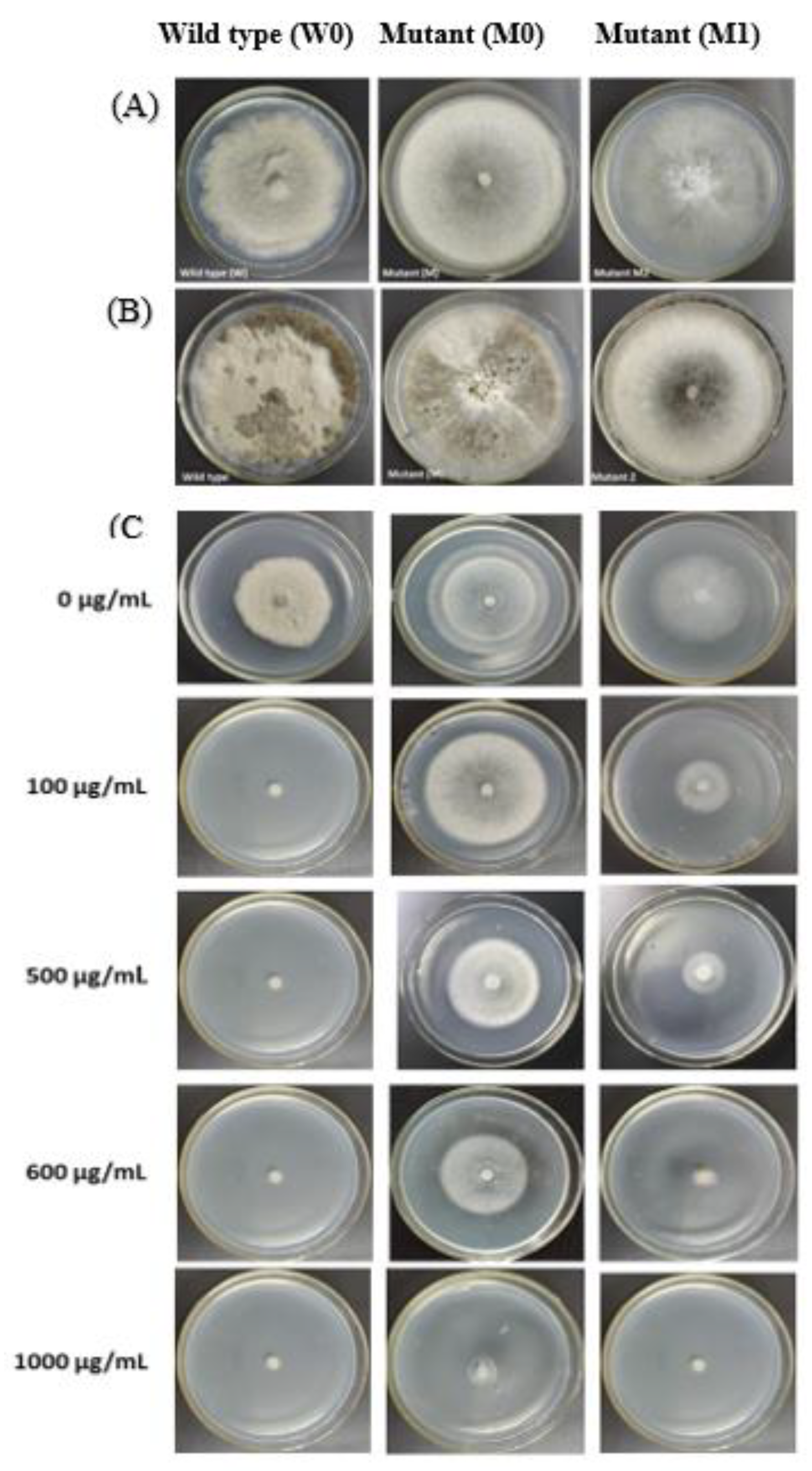 Ijms 21 04865 g002 Ijms 21 04865 g002