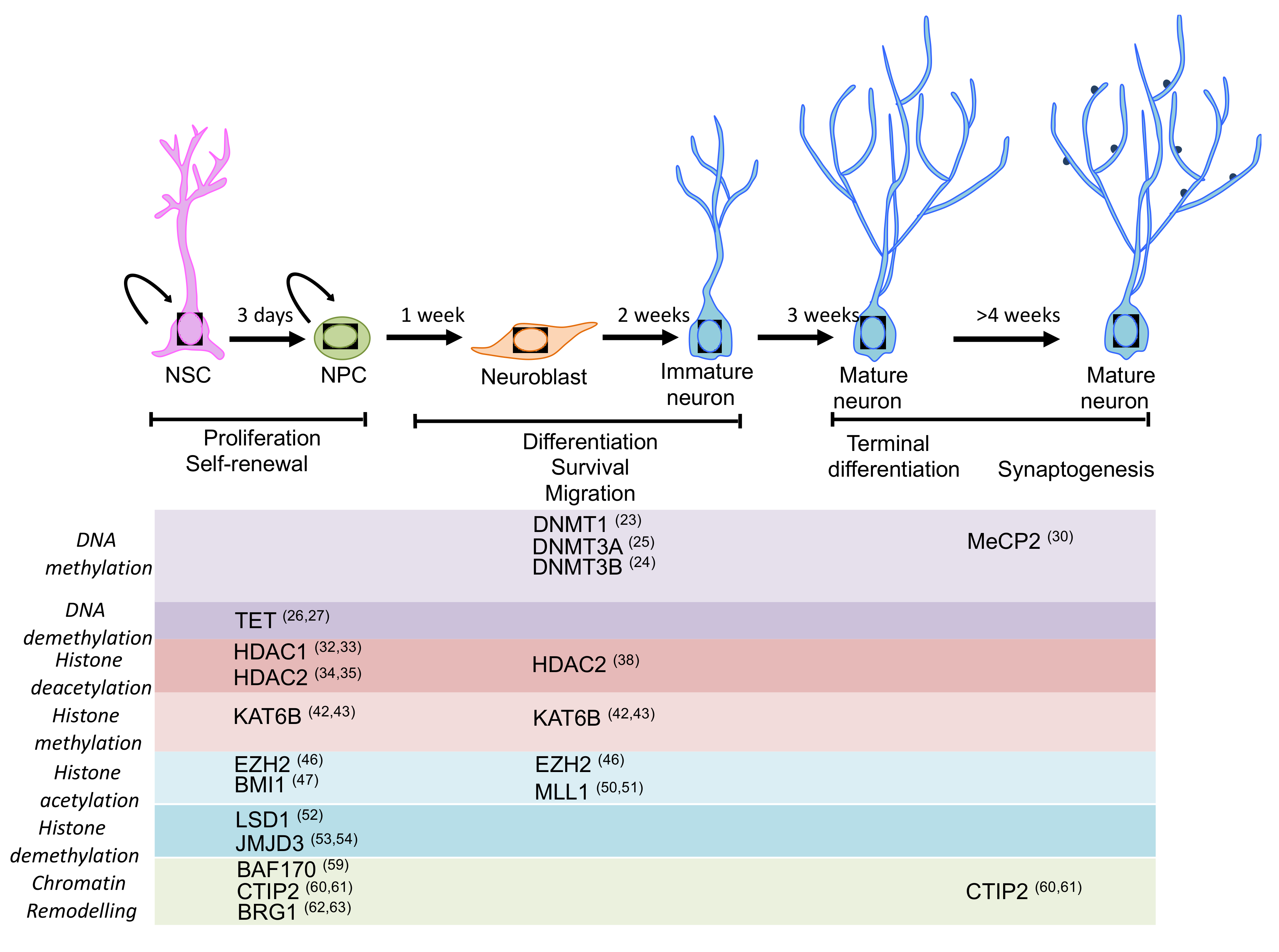 IJMS | Free Full-Text | Regulation of Adult Neurogenesis in