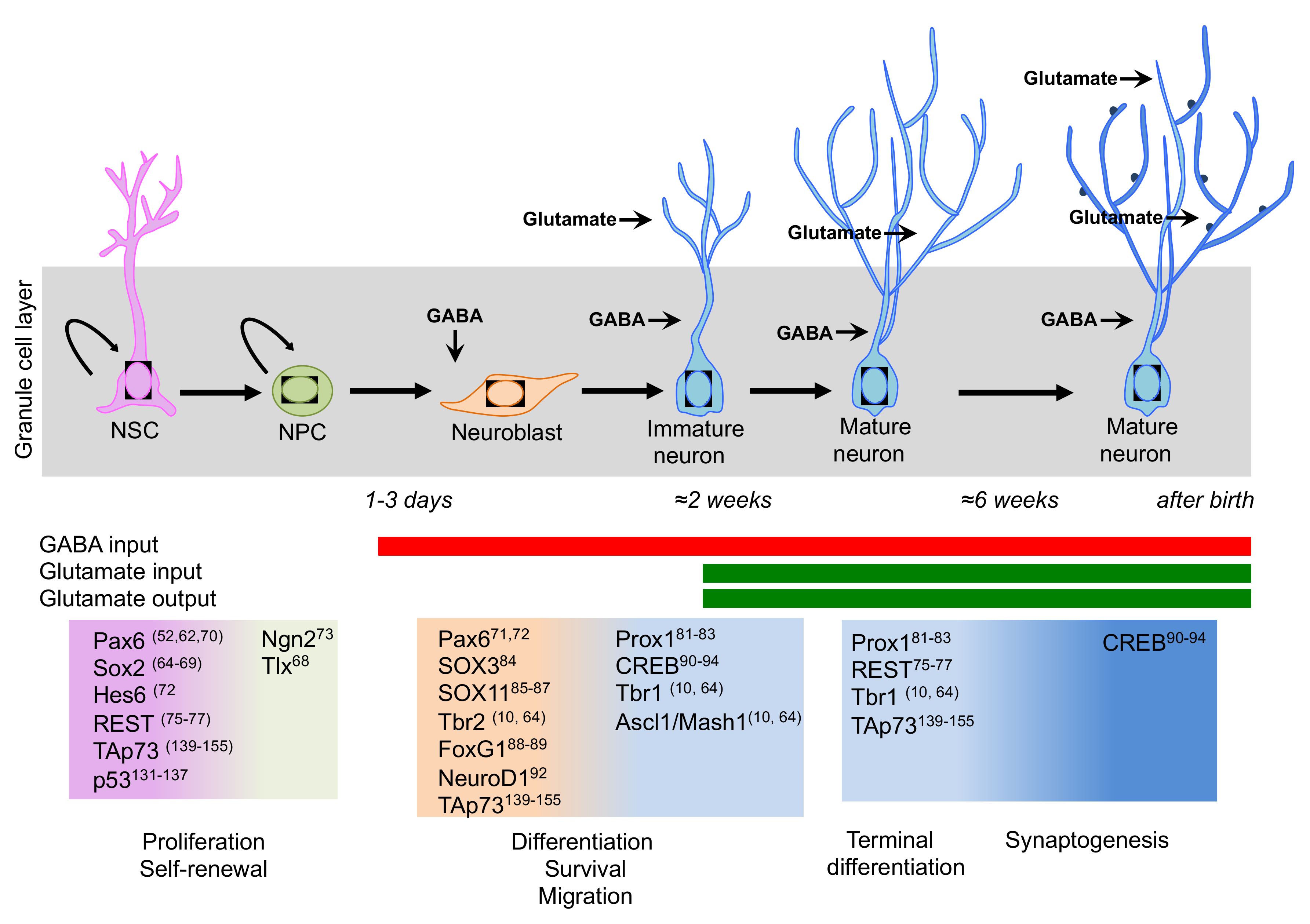 IJMS | Free Full-Text | Regulation of Adult Neurogenesis in