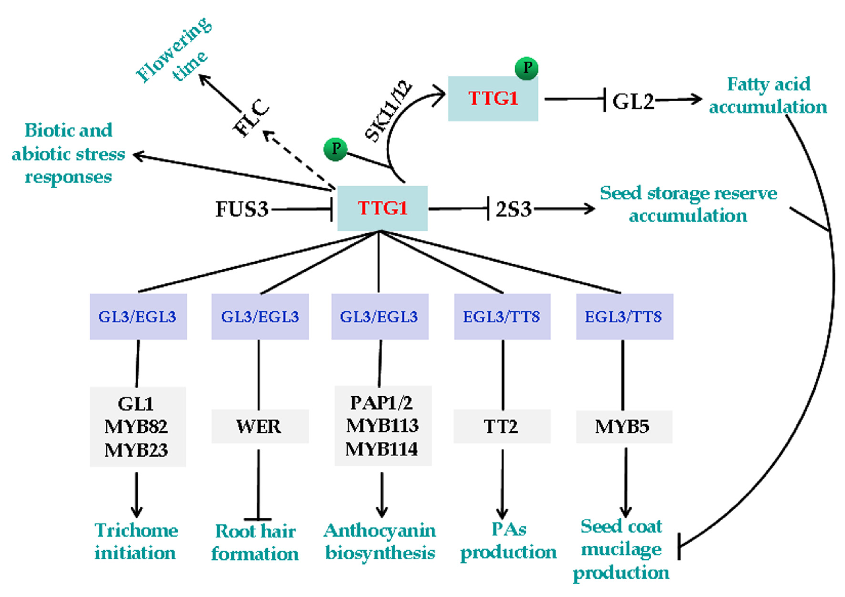 ijms free full text transparent testa glabra1 a key regulator in plants with multiple roles and multiple function mechanisms html