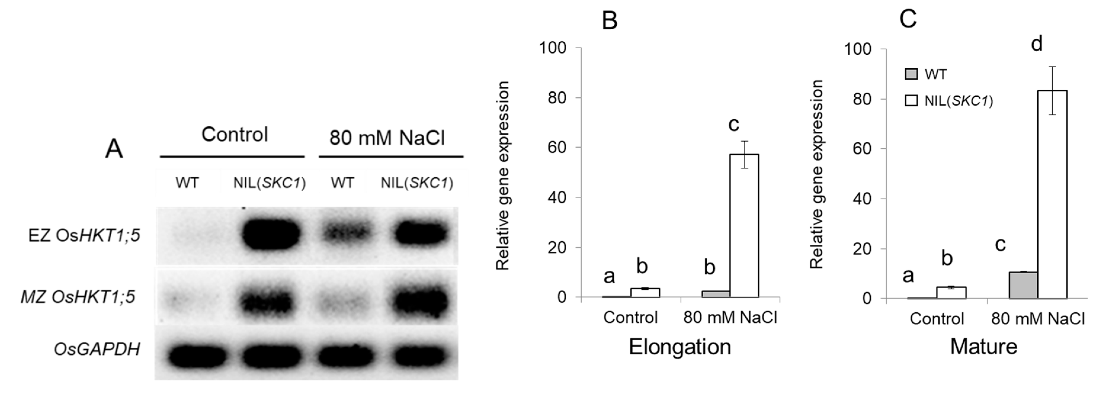 Ijms 21 04882 g001 Ijms 21 04882 g001