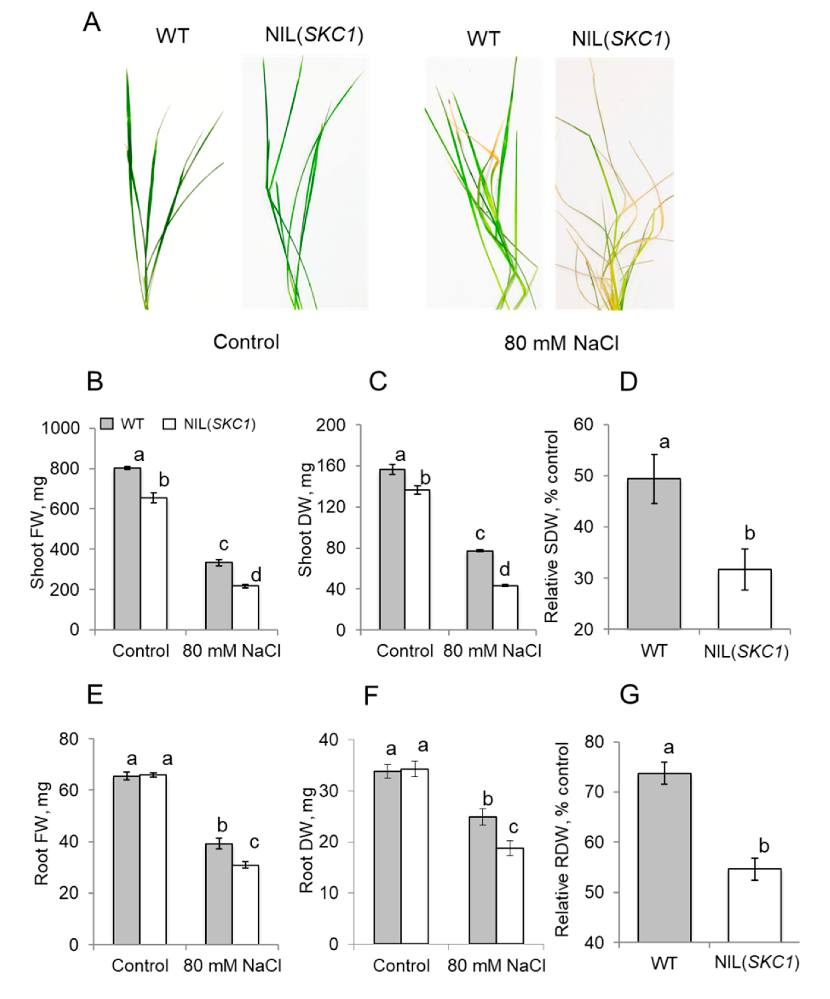 Ijms 21 04882 g002 Ijms 21 04882 g002