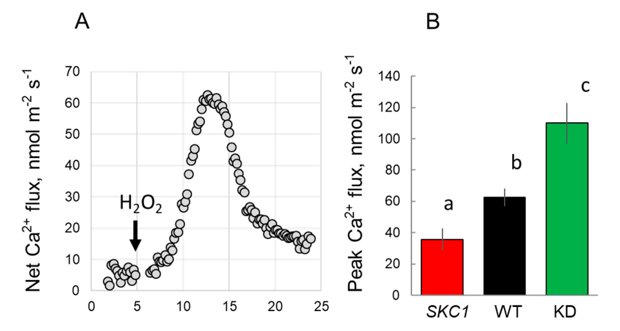 Ijms 21 04882 g008 Ijms 21 04882 g008