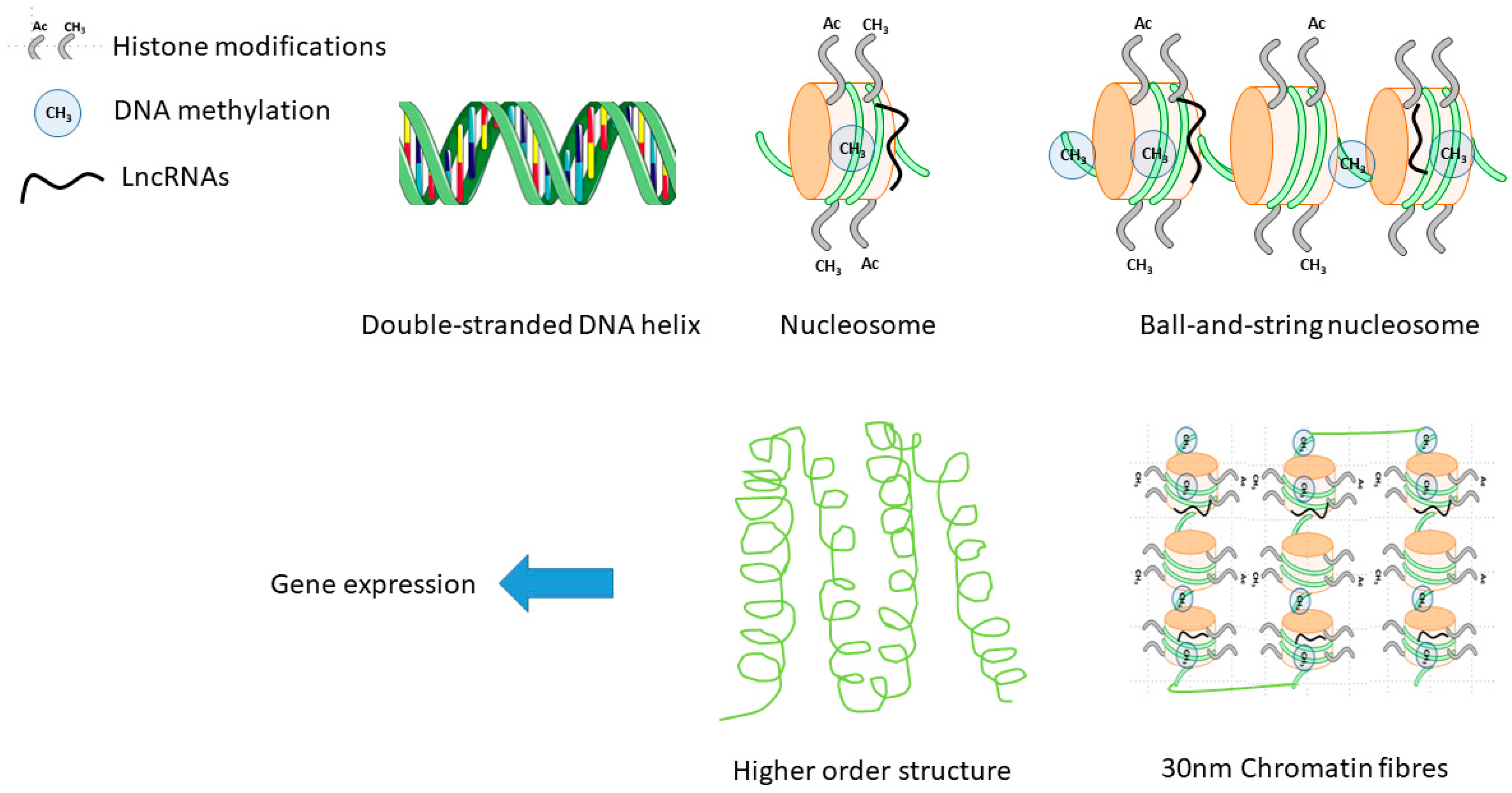 Ijms Free Full Text Approaching Sex Differences In Cardiovascular Non Coding Rna Research Html Ijms Free Full Text Approaching Sex Differences In Cardiovascular Non Coding Rna Research Html