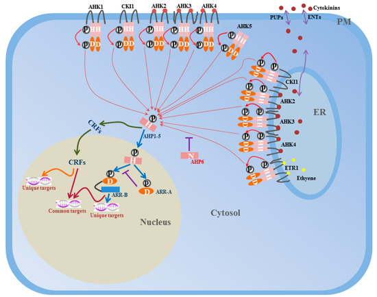 The Interaction Network and Signaling Specificity of Two