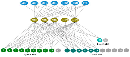 アルマ On the Mechanism of Cytoprotection by Ferrostatin-1 and