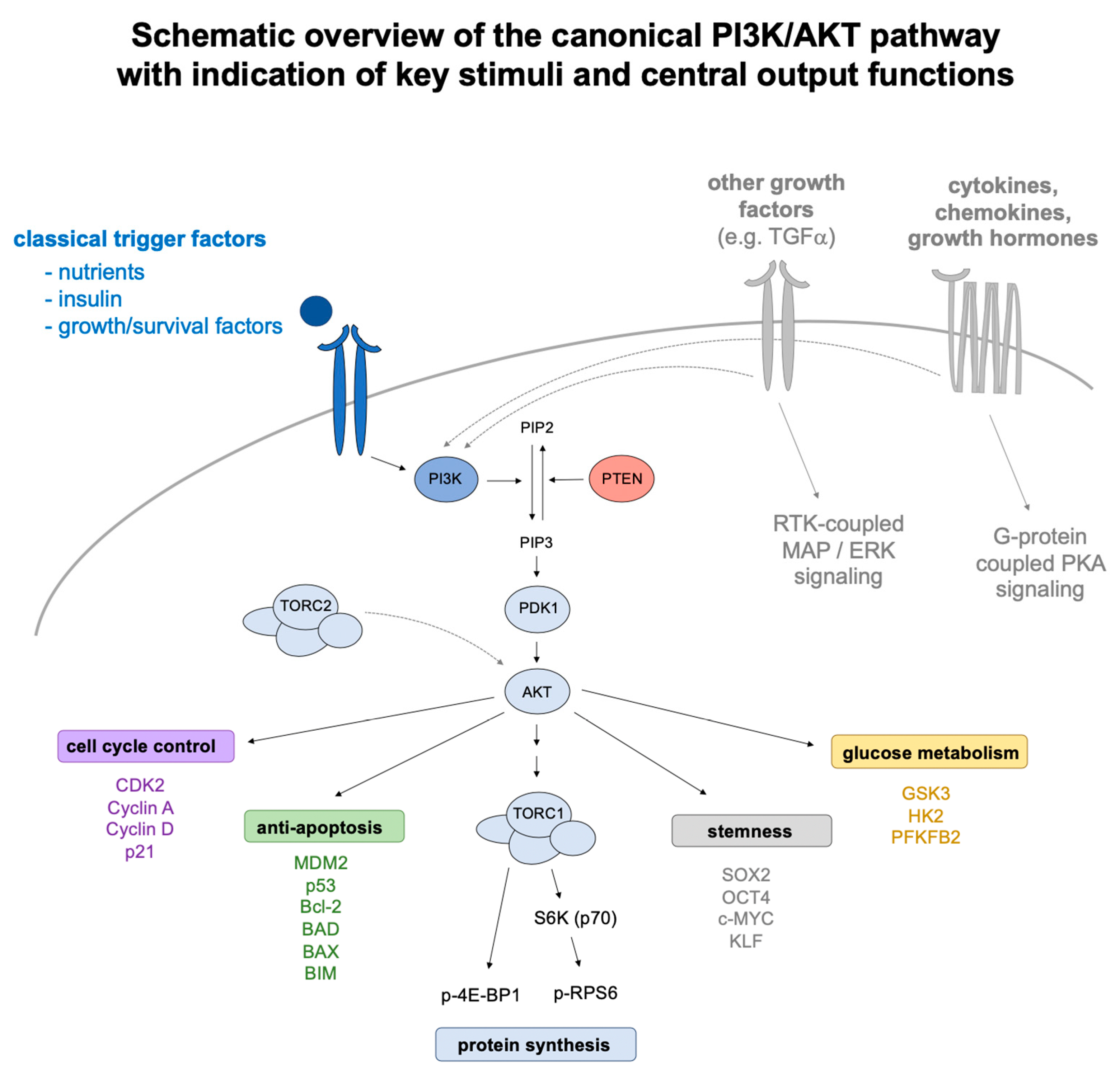 Ijms 21 04902 g001 Ijms 21 04902 g001