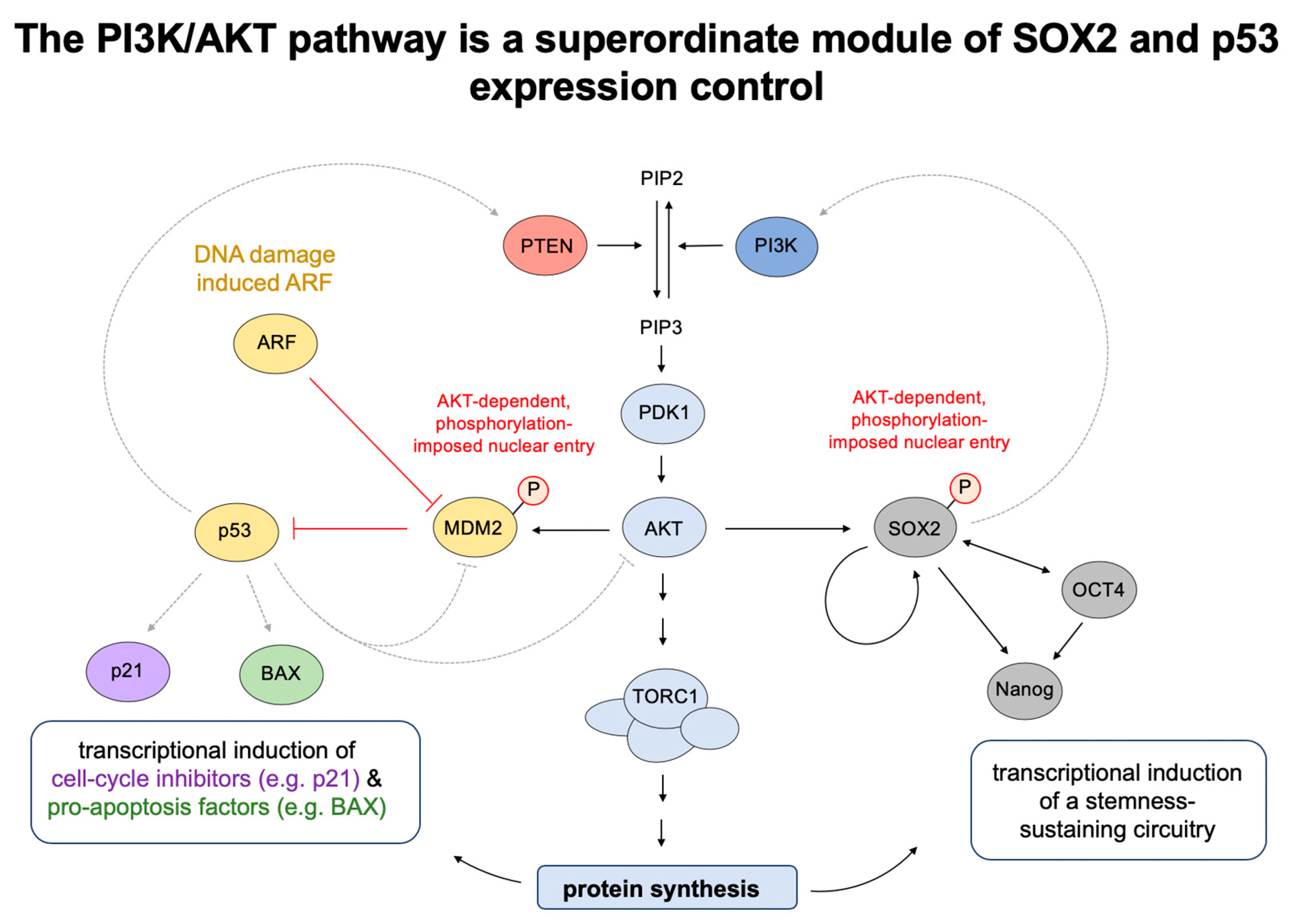 Ijms 21 04902 g002 Ijms 21 04902 g002