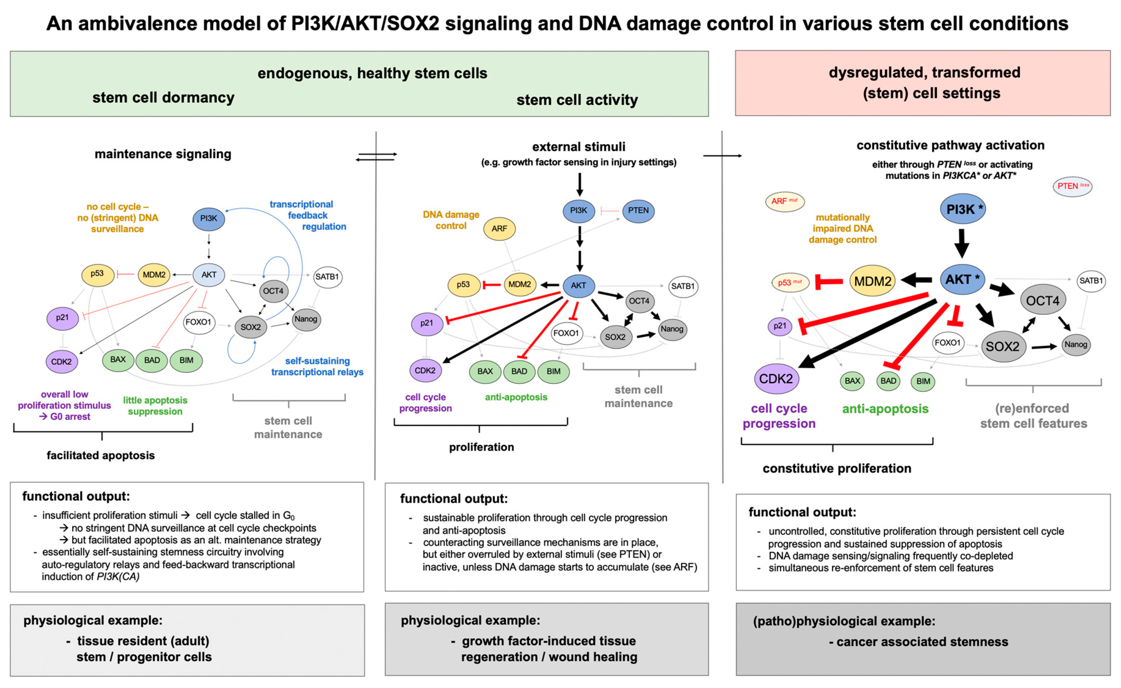 Ijms 21 04902 g003 Ijms 21 04902 g003