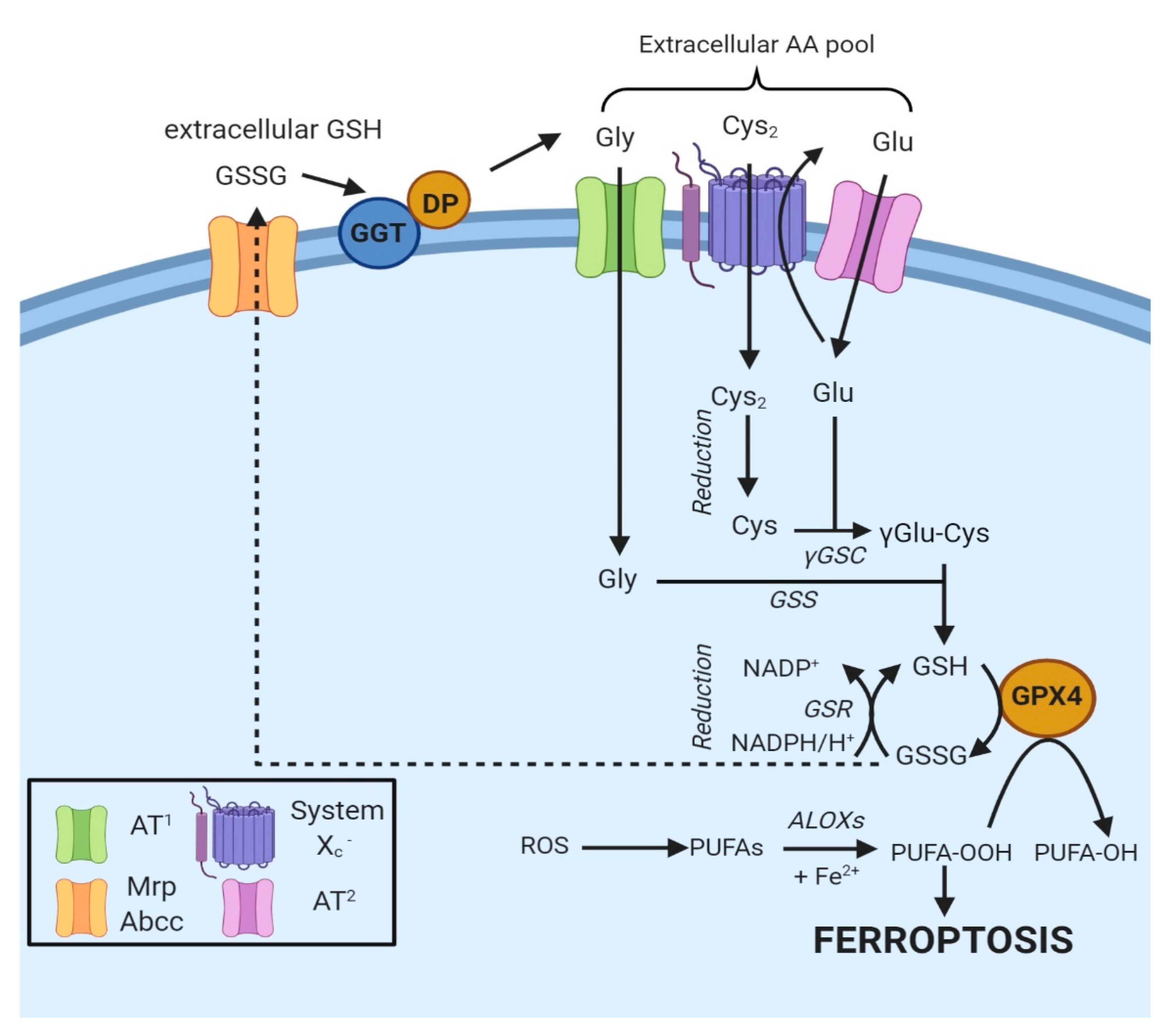 Ijms 21 04908 g002 Ijms 21 04908 g002
