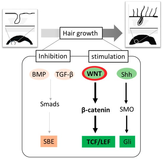 IJMS | Free Full-Text | Targeting Wnt/β-Catenin Pathway for Developing  Therapies for Hair Loss
