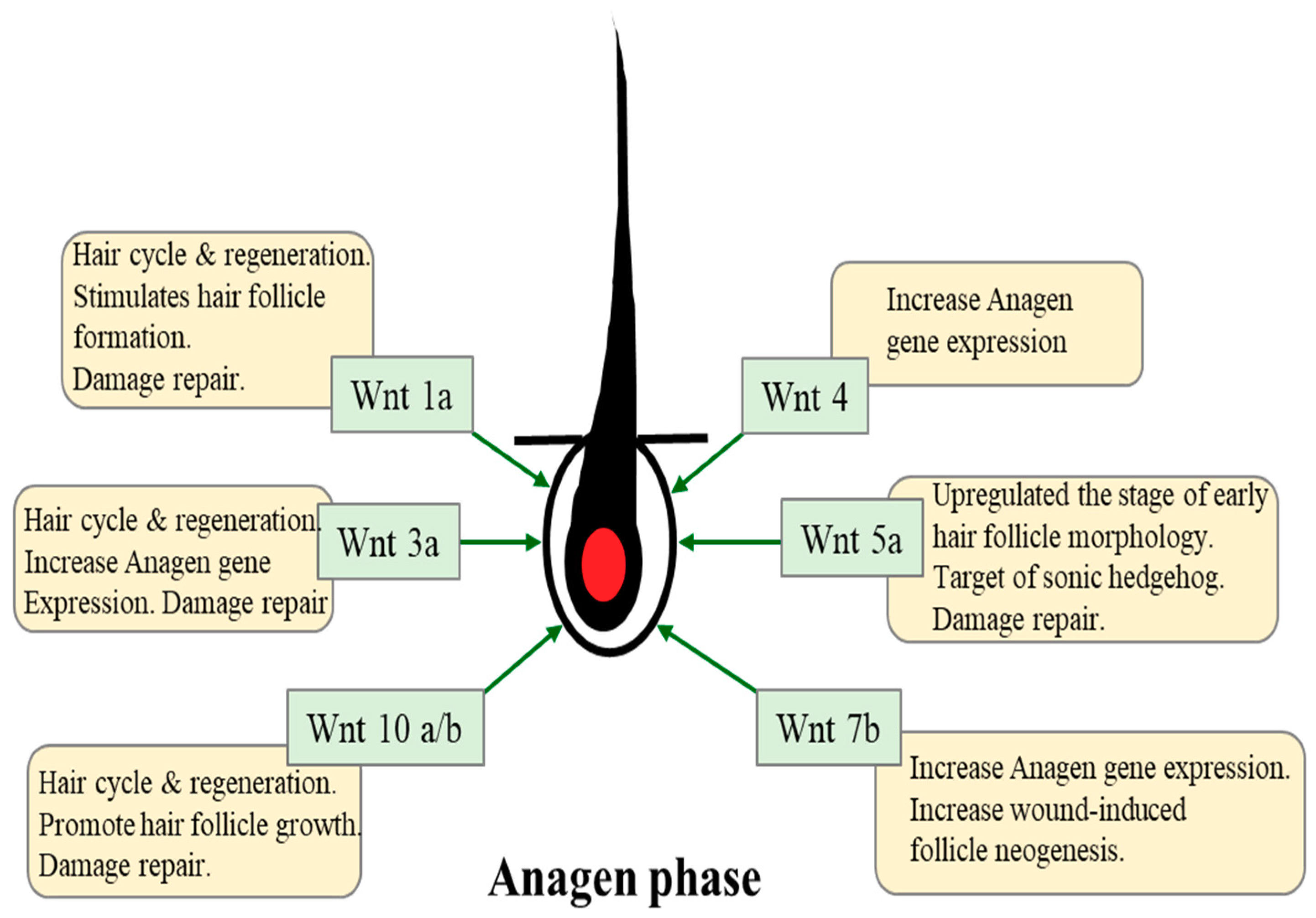 IJMS | Free Full-Text | Targeting Wnt/β-Catenin Pathway for Developing Therapies for Hair Loss IJMS | Free Full-Text | Targeting Wnt/β-Catenin Pathway for Developing Therapies for Hair Loss
