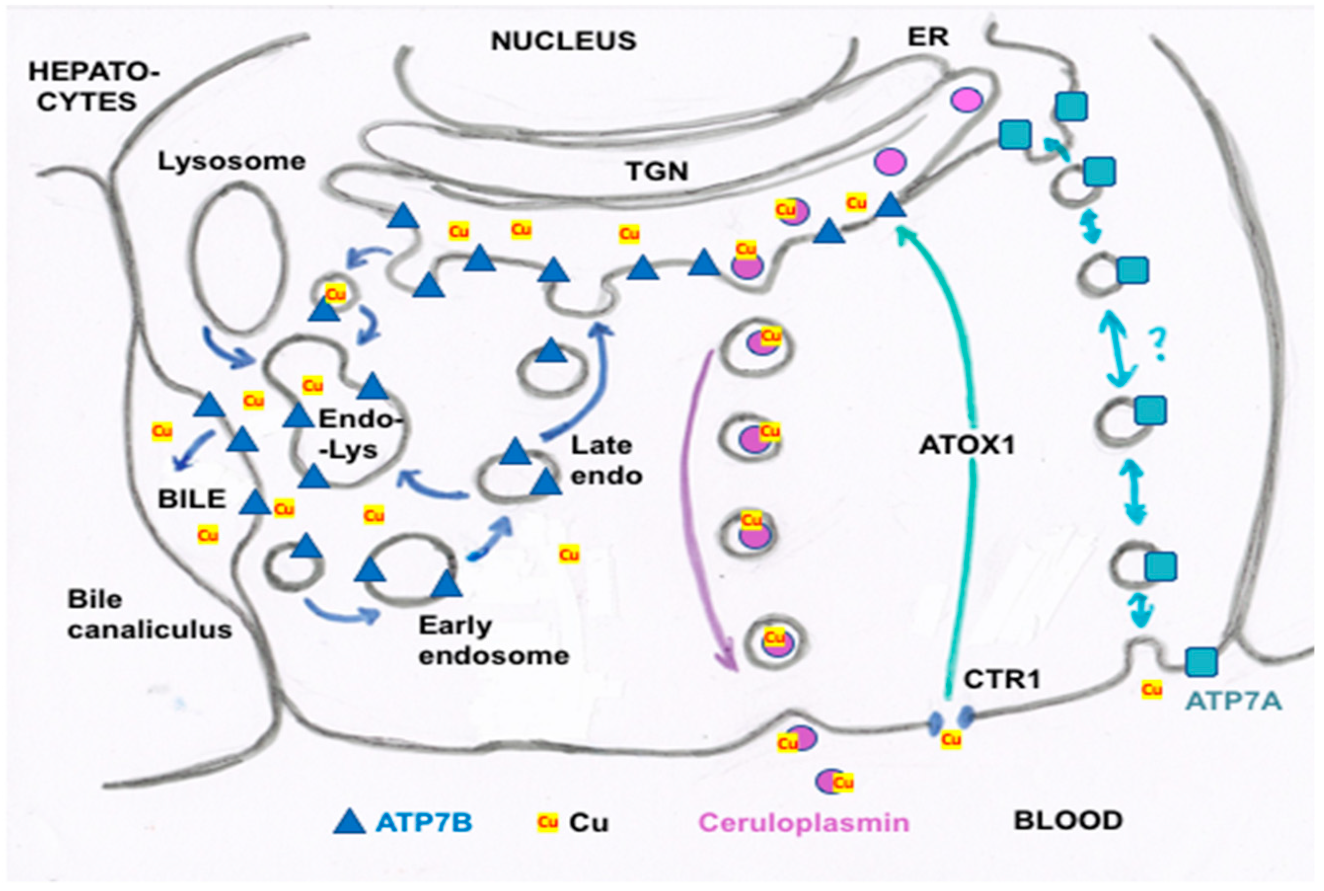 Ijms 21 04932 g004 Ijms 21 04932 g004