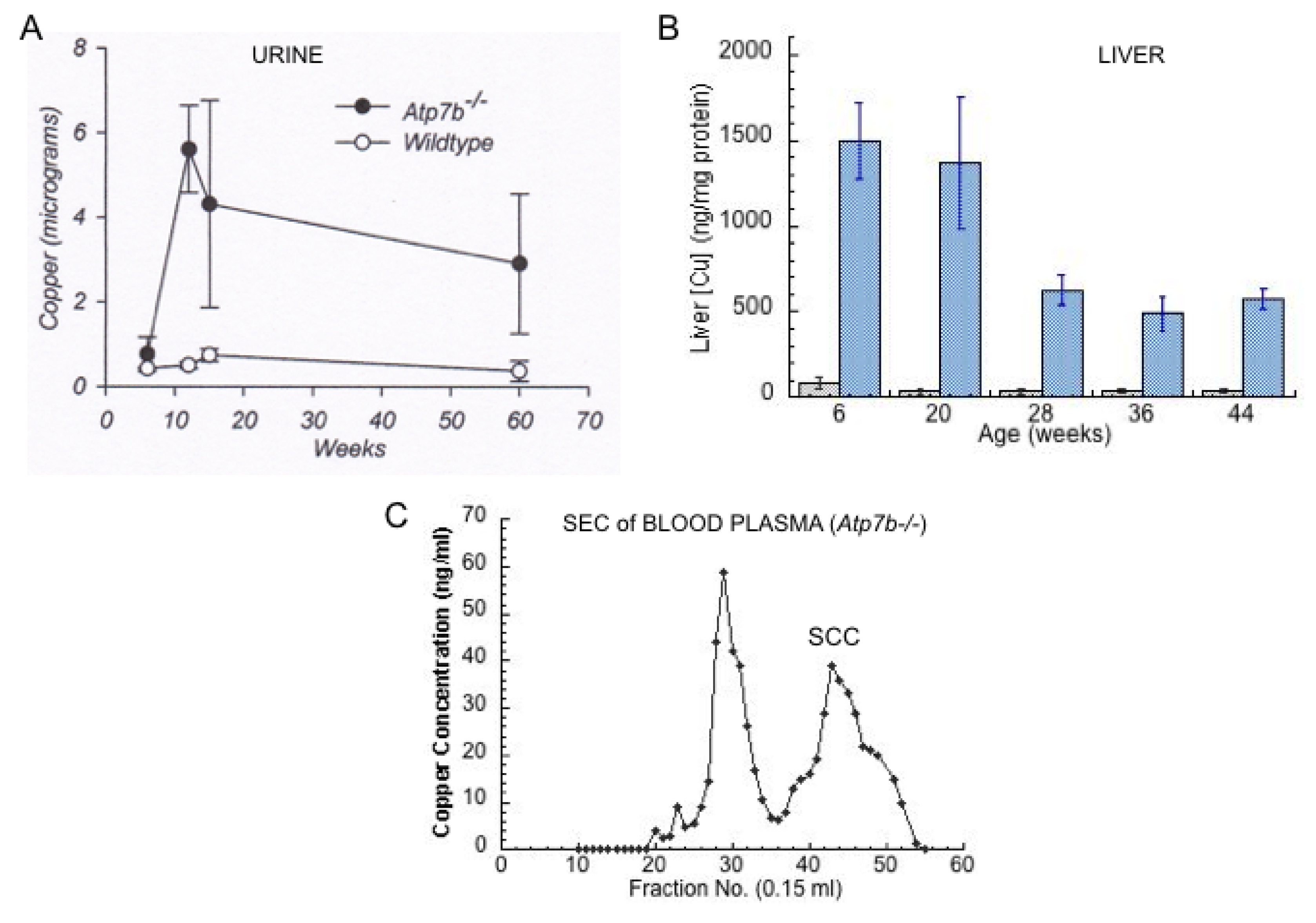 Ijms 21 04932 g007 Ijms 21 04932 g007