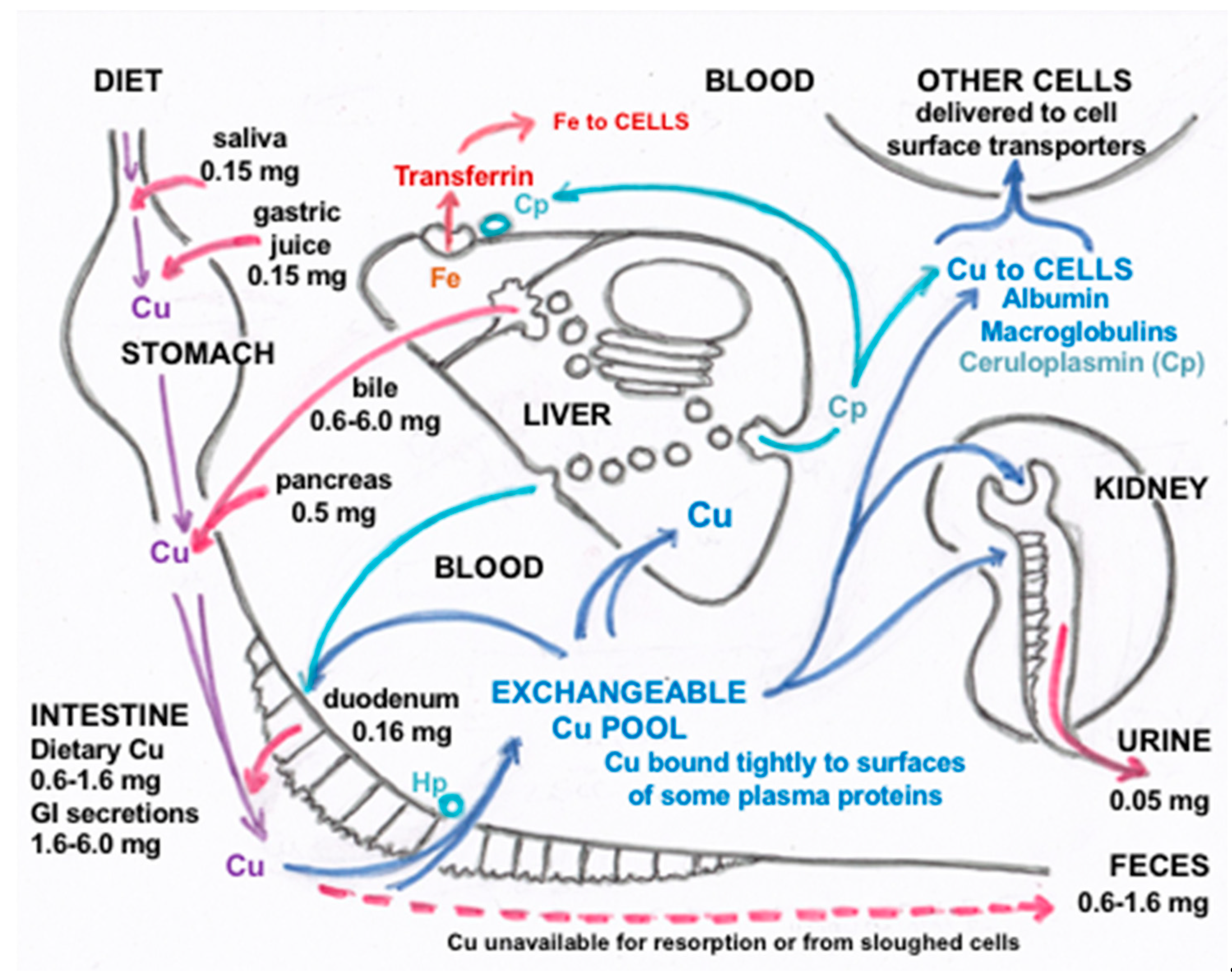 Ijms 21 04932 g009 Ijms 21 04932 g009