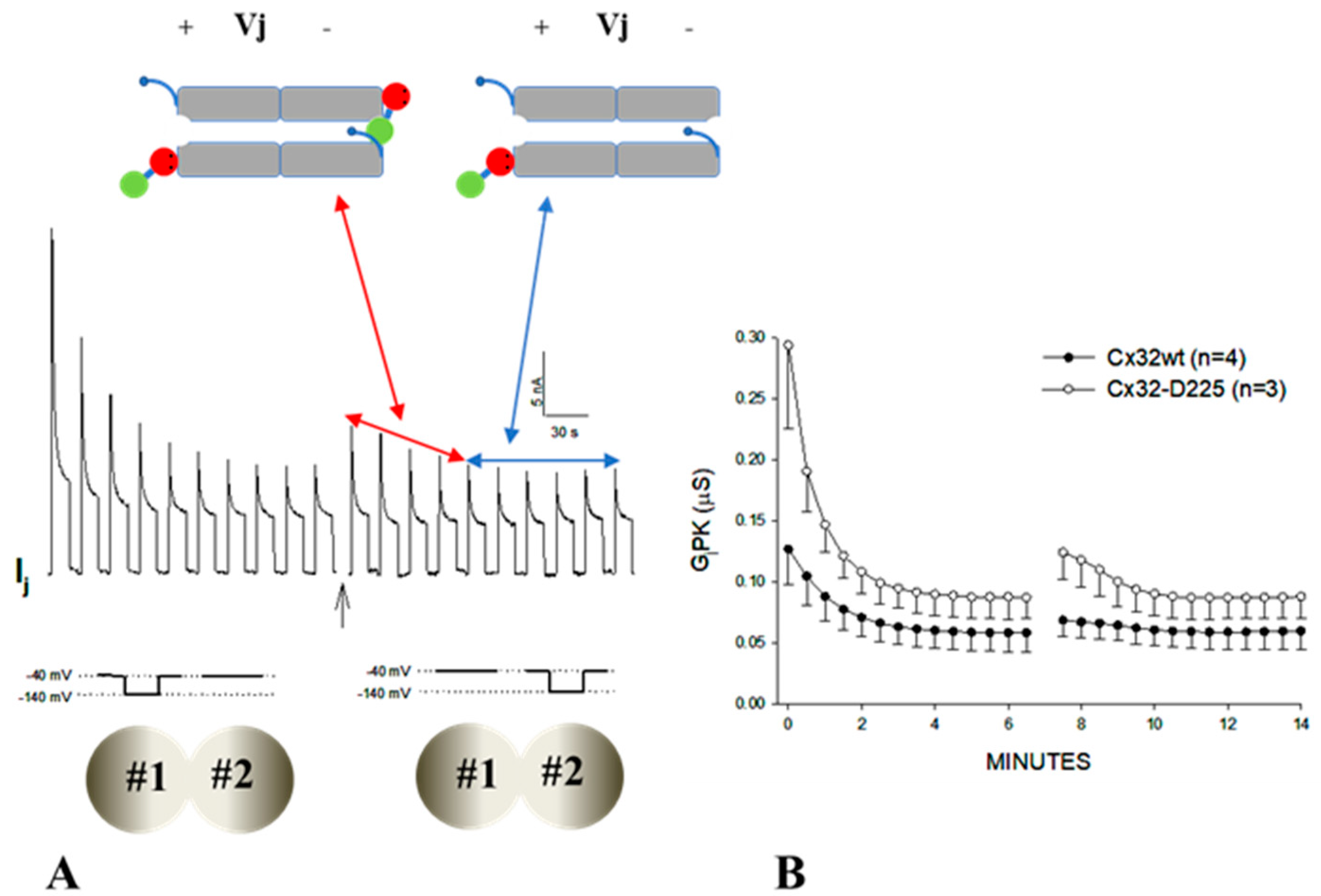 Ijms Free Full Text Calmodulin Cork Model Of Gap Junction Channel Gating One Molecule Two Mechanisms Html