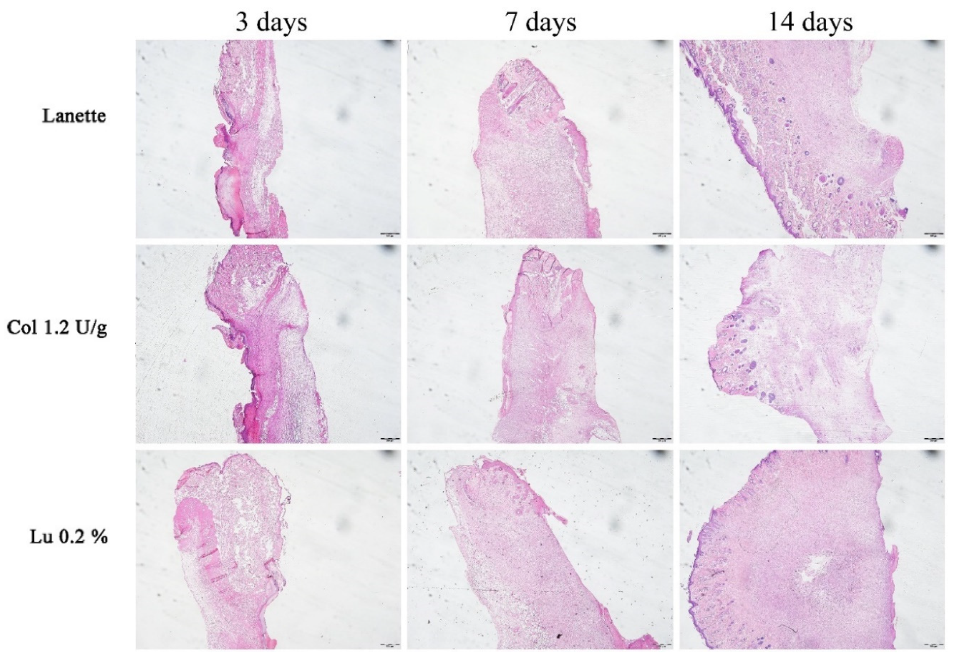 Ijms 21 04952 g003 Ijms 21 04952 g003