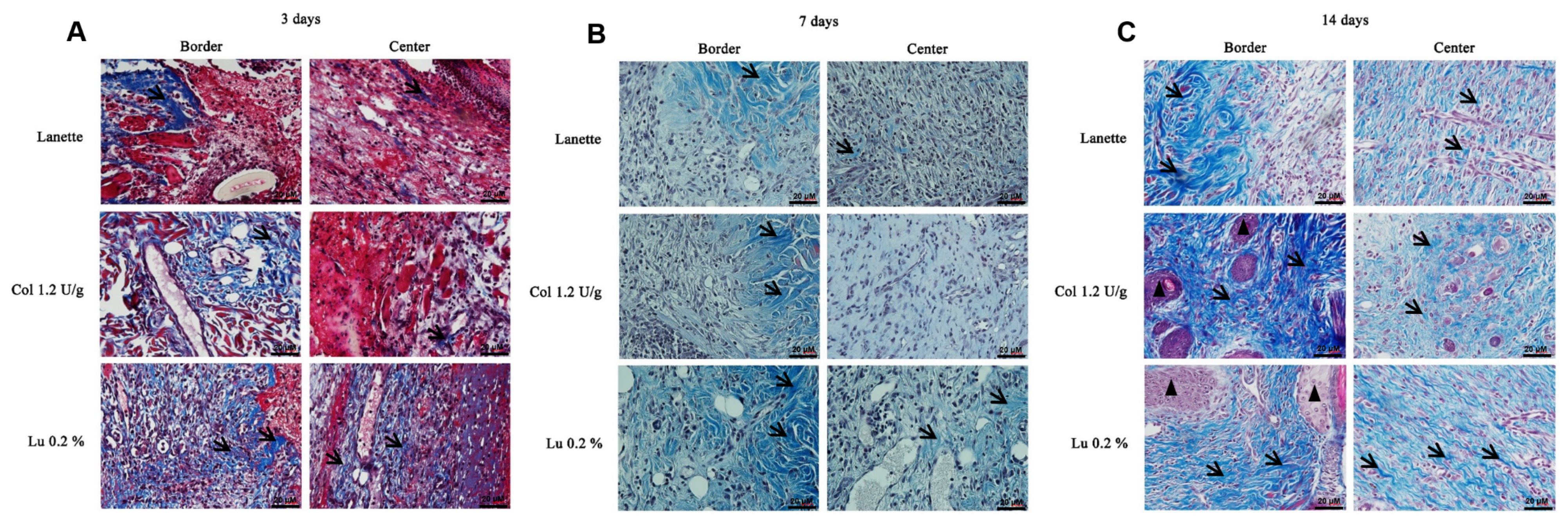 Ijms 21 04952 g005 Ijms 21 04952 g005