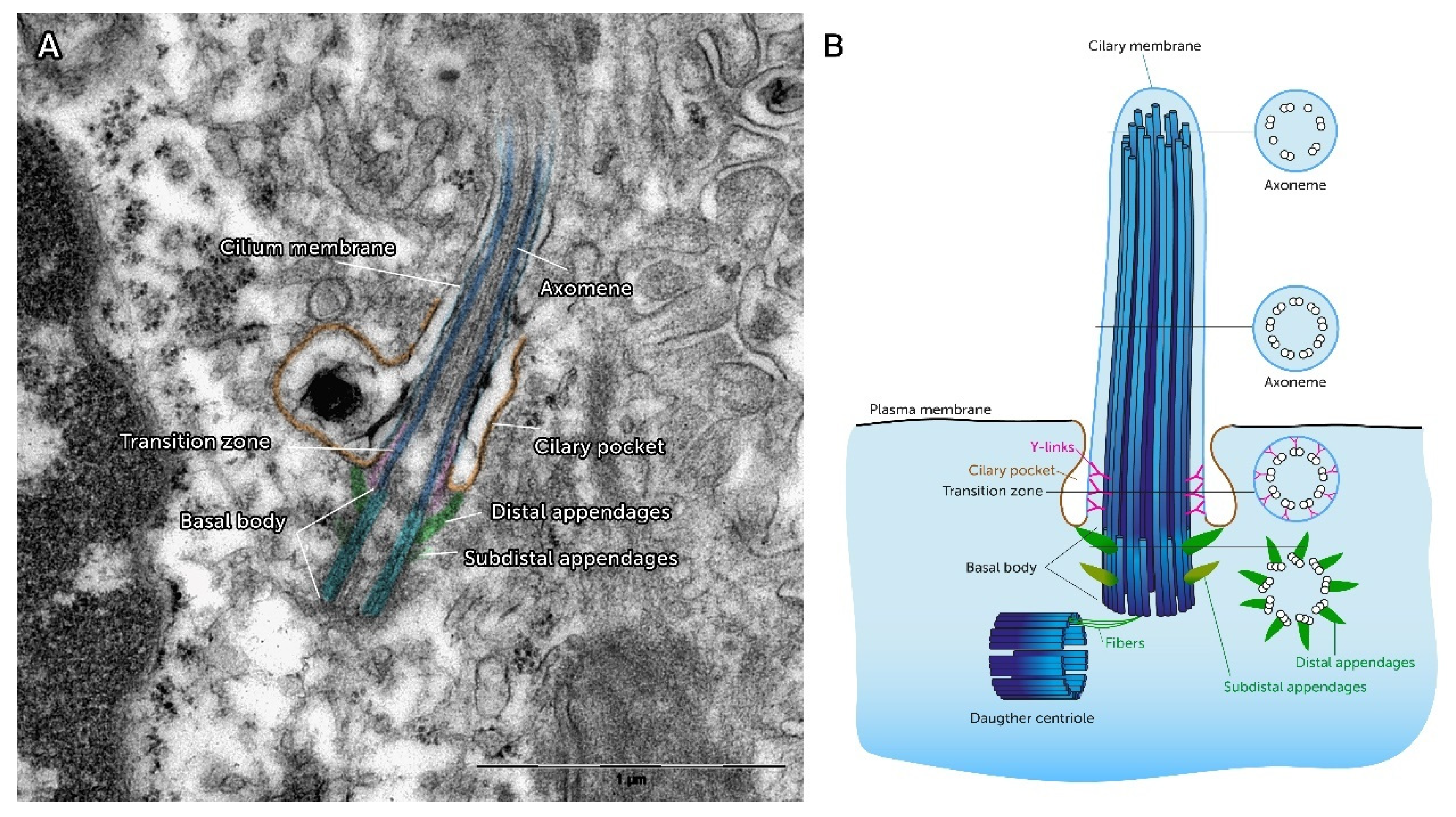 Ijms 21 04959 g002 Ijms 21 04959 g002