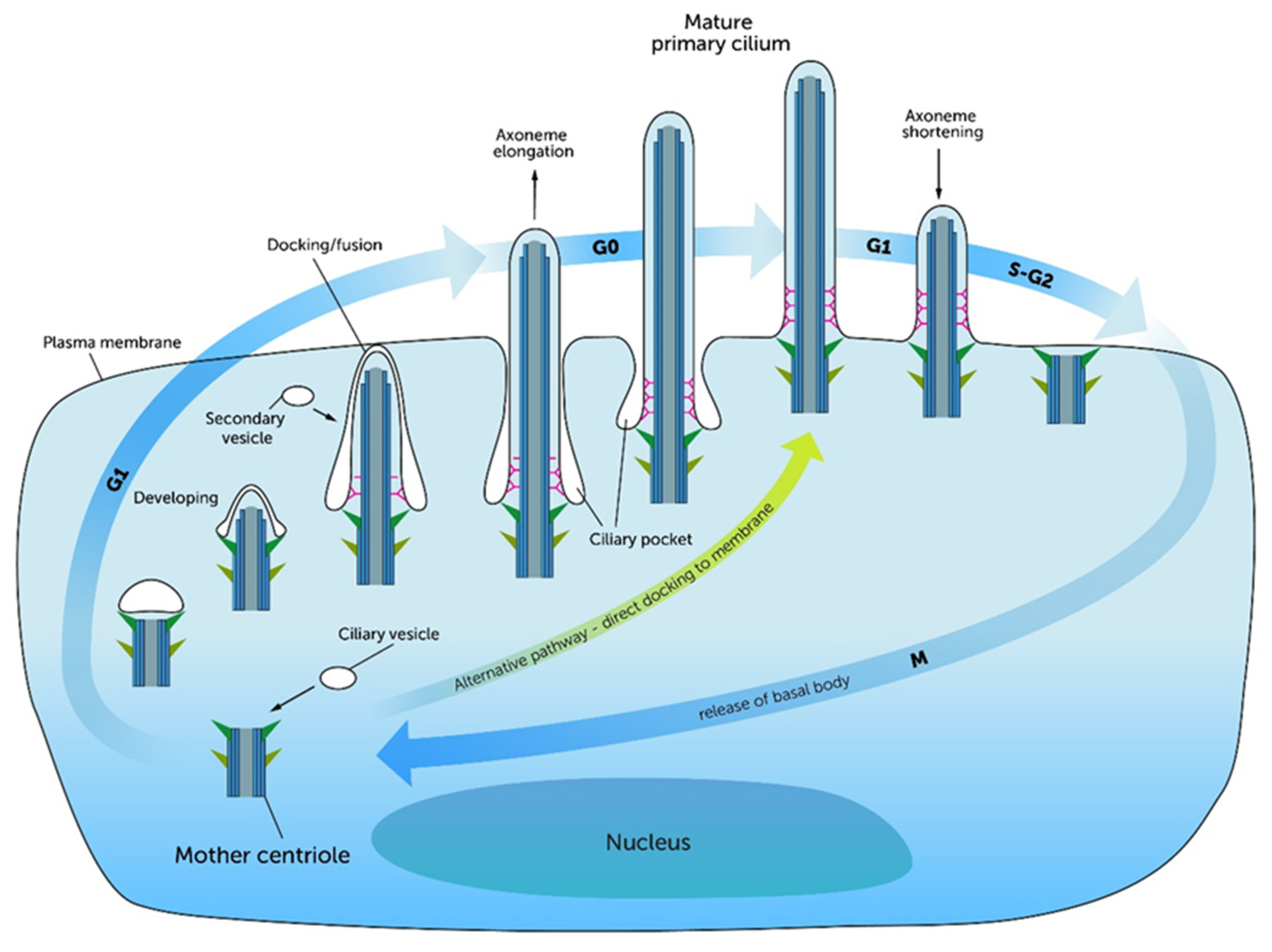 Ijms 21 04959 g003 Ijms 21 04959 g003