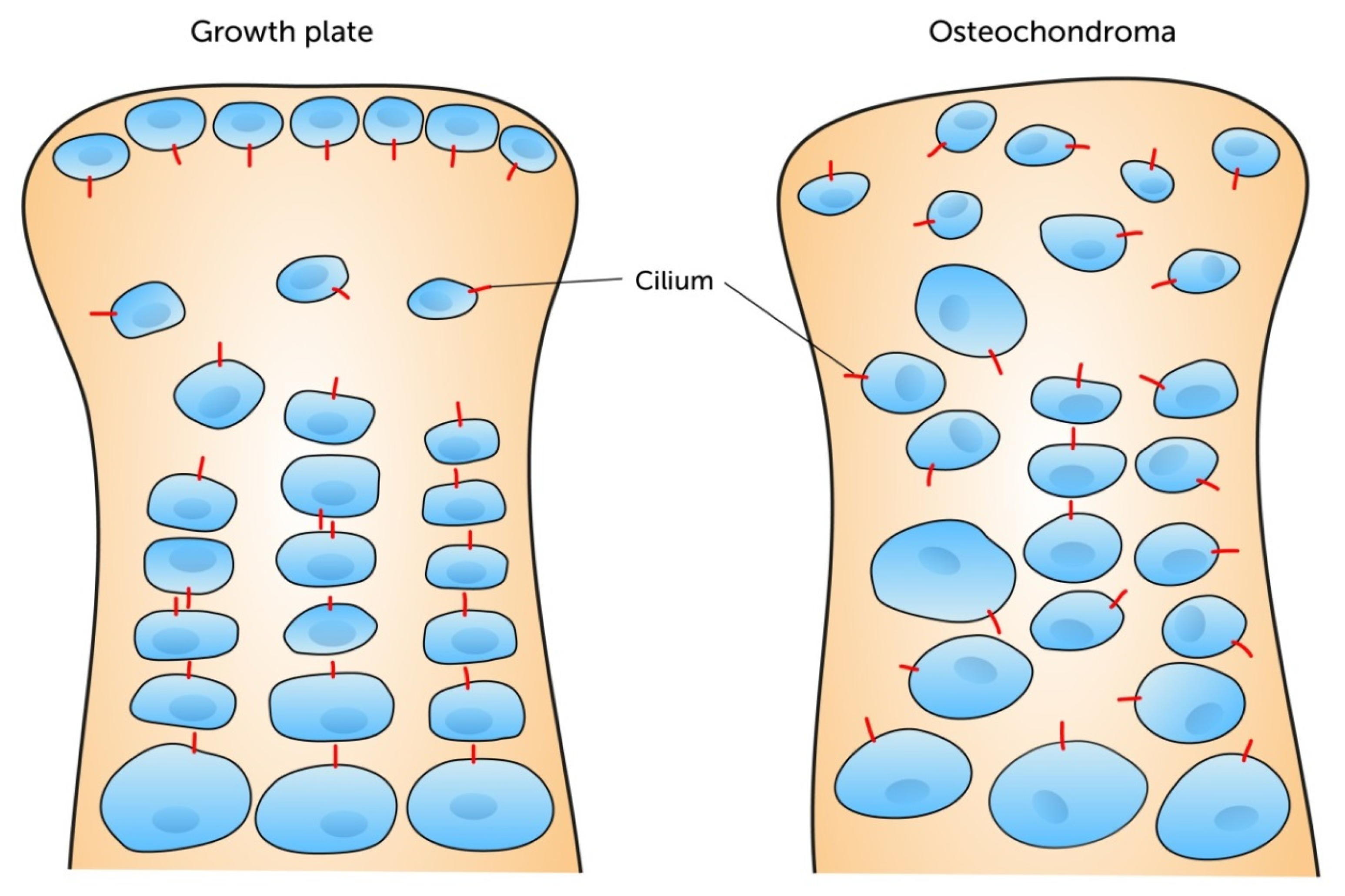 Ijms 21 04959 g005 Ijms 21 04959 g005