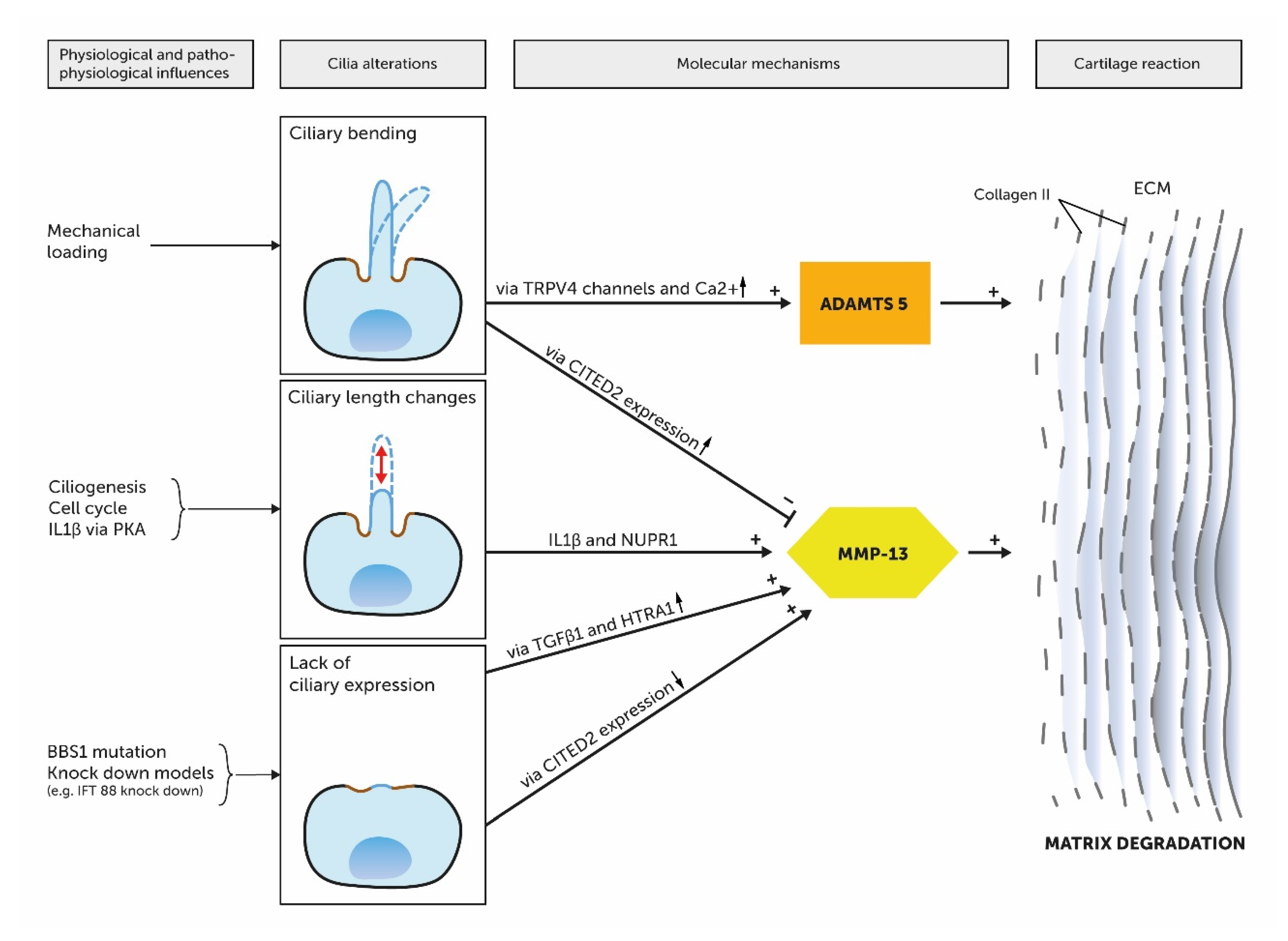 Ijms 21 04959 g006 Ijms 21 04959 g006