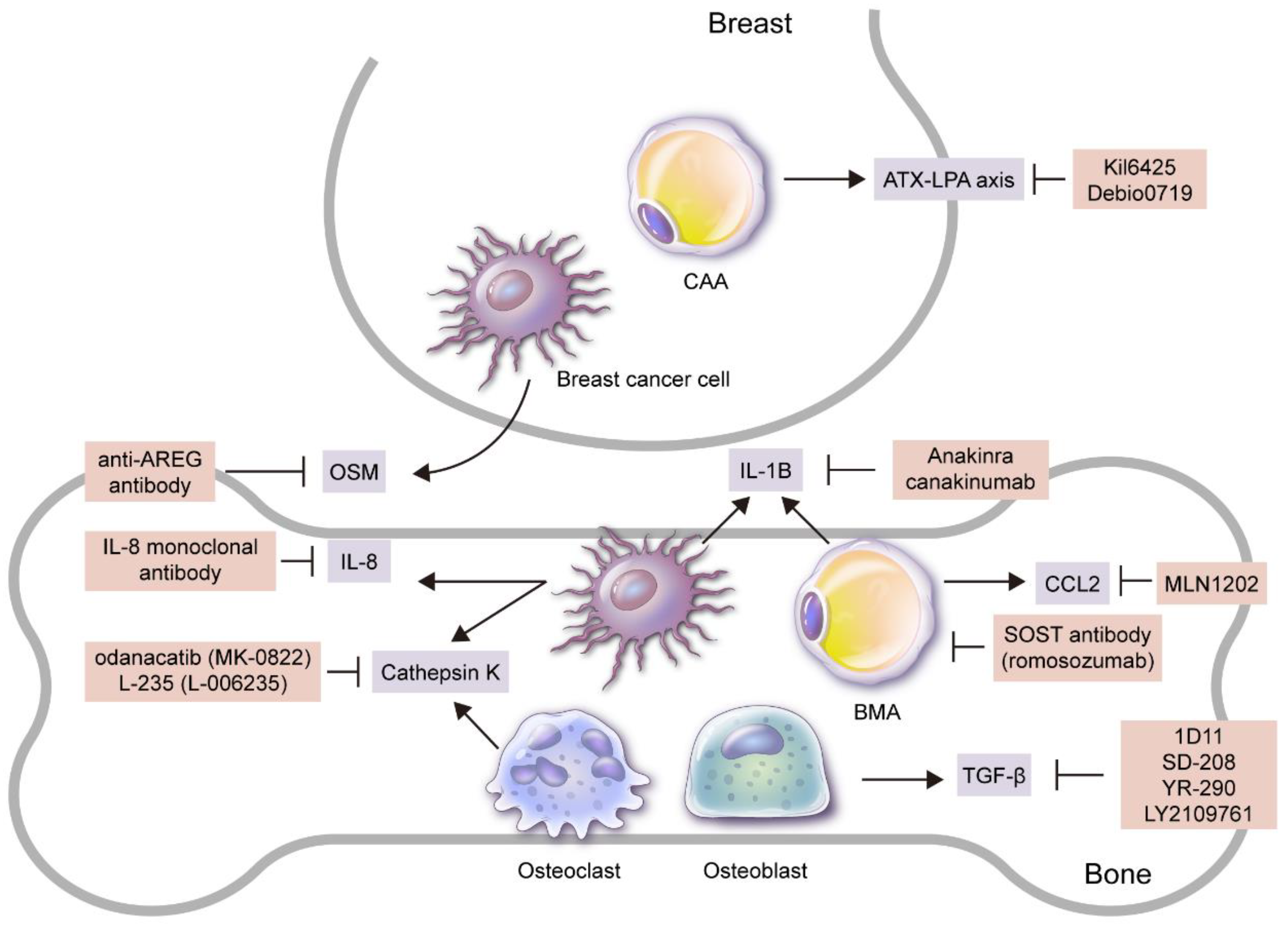 Ijms 21 04967 g002 Ijms 21 04967 g002