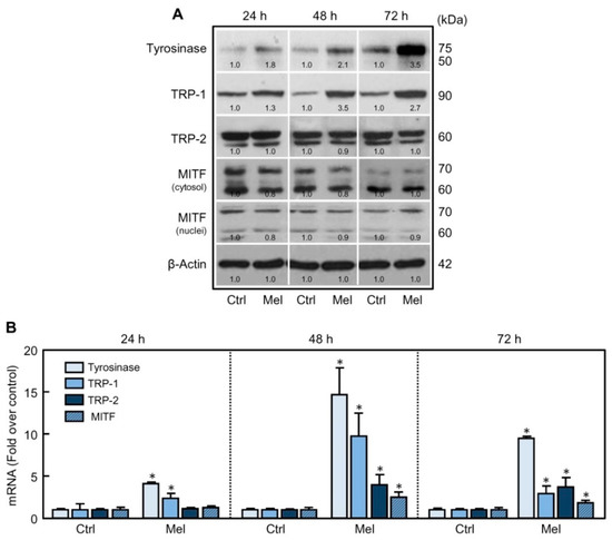 【再出品】melanin Inhibitory Effects of Adlay Extract on Melanin Production and