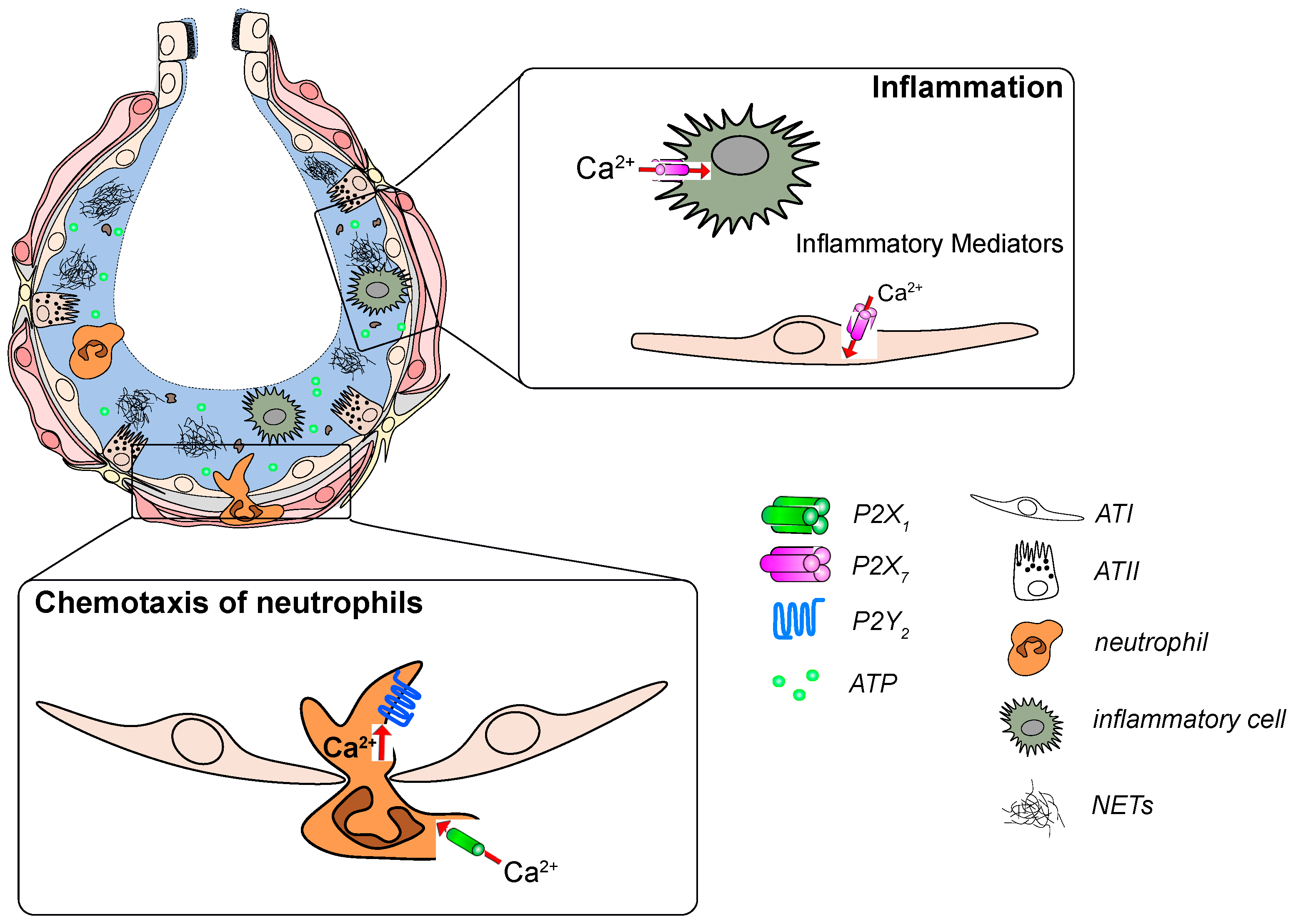 Ijms | Free Full-Text | P2 Purinergic Signaling In The Distal Lung In Health And Disease | Html