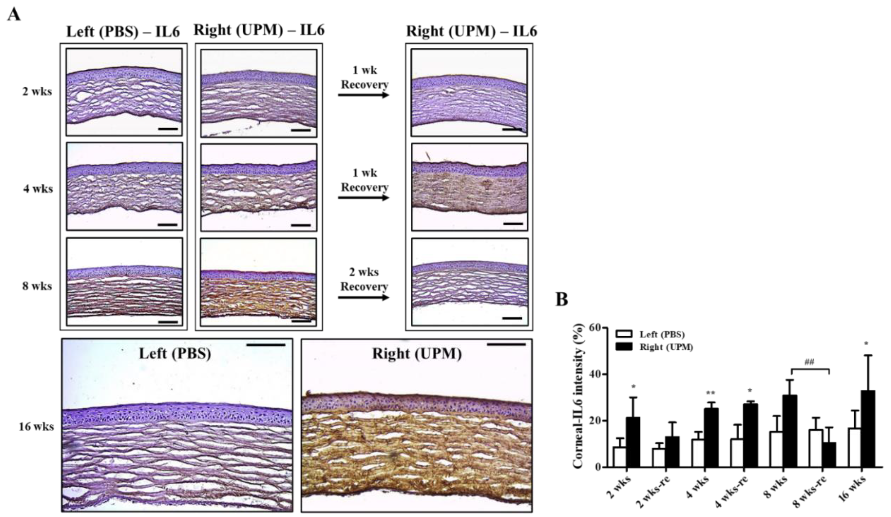 Ijms 21 04976 g006 Ijms 21 04976 g006