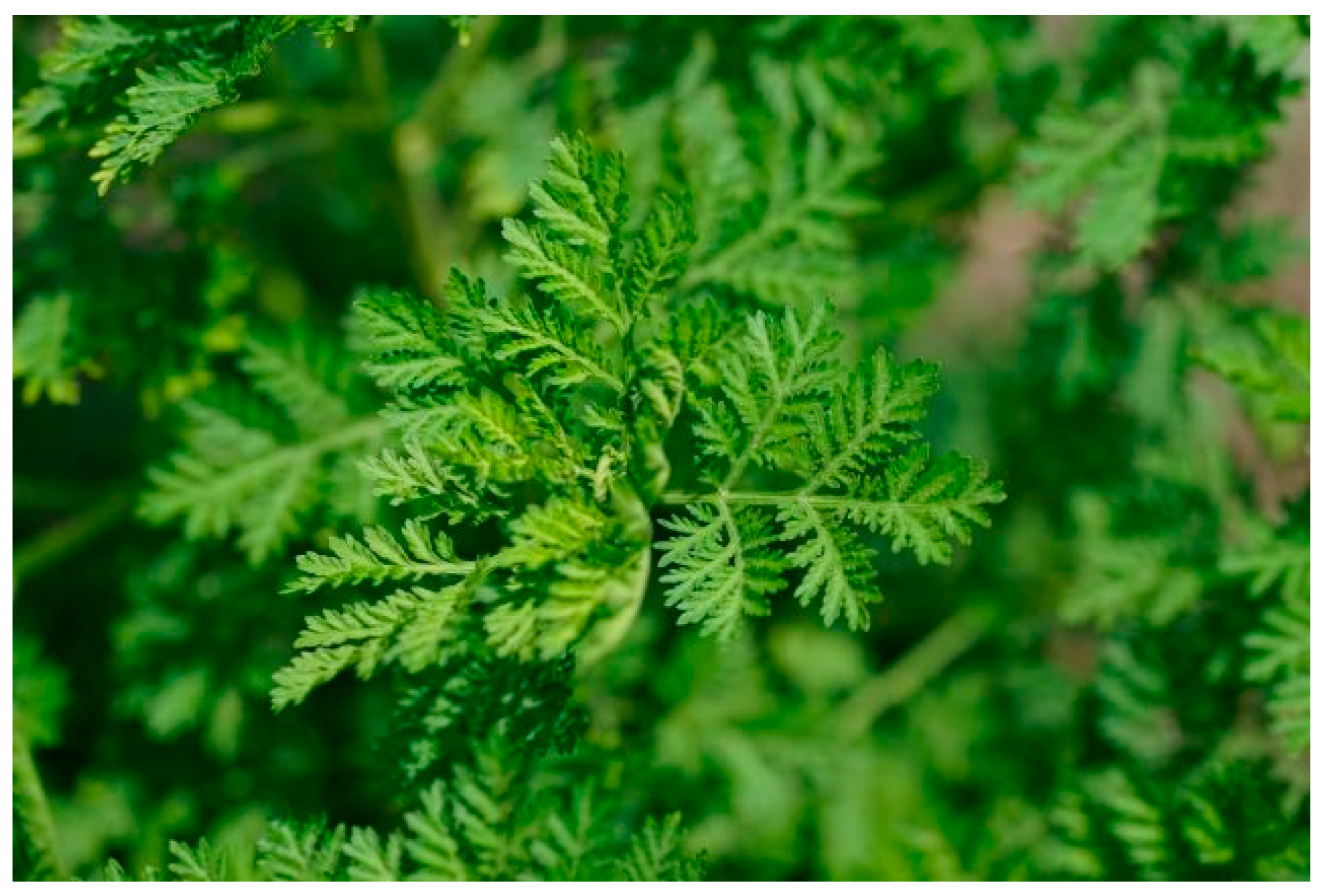 ijms | free full-text | artemisia annua, a traditional plant