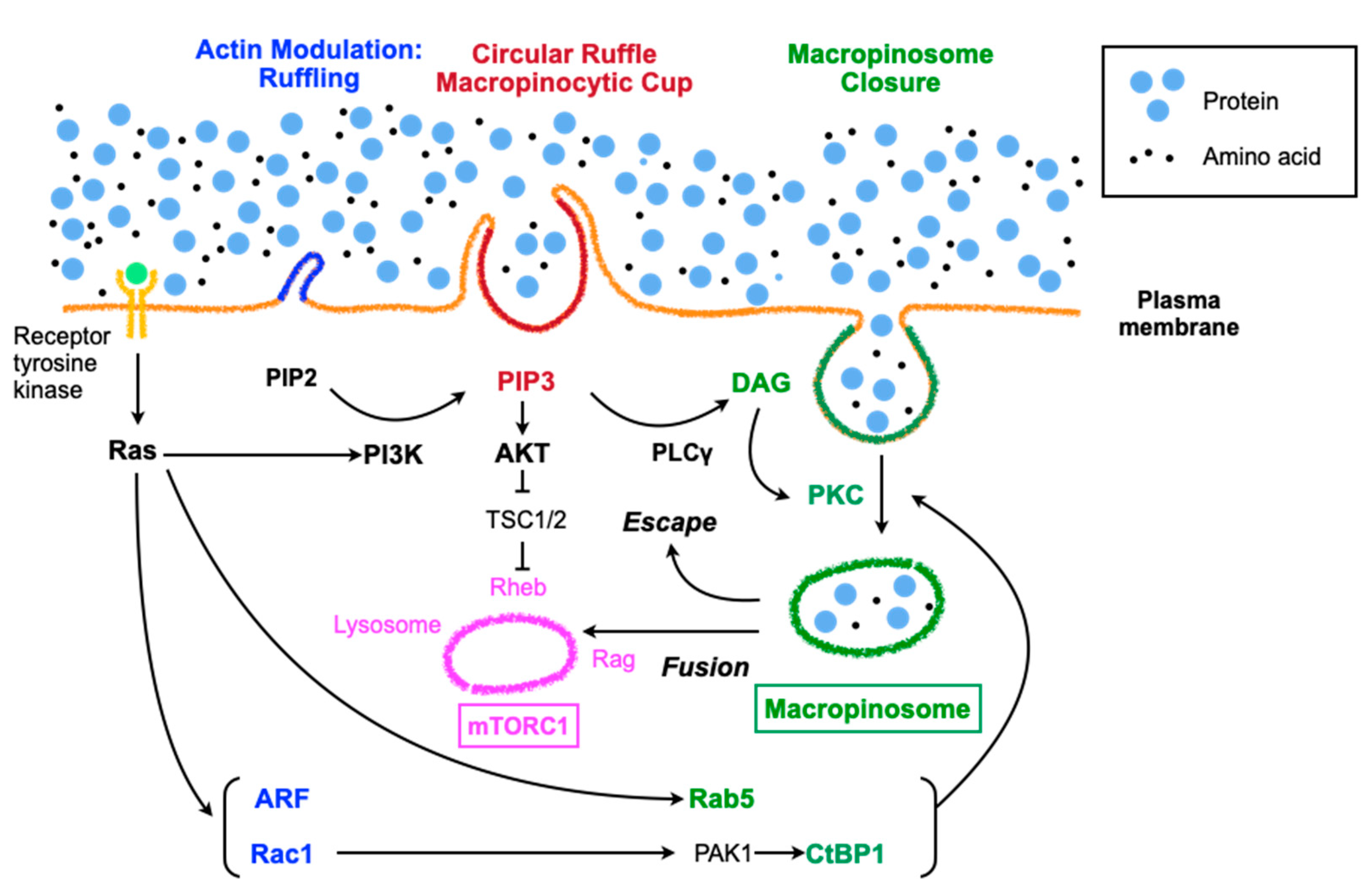 Ijms 21 04995 g001 Ijms 21 04995 g001