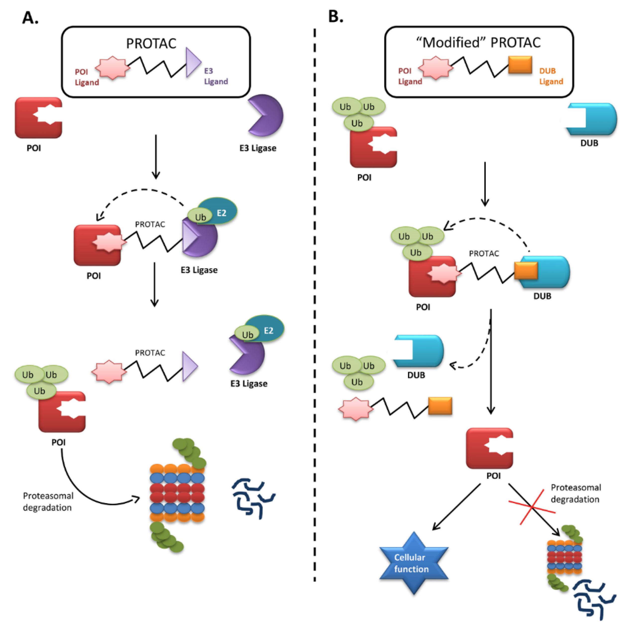 Ijms 21 04996 g002 Ijms 21 04996 g002