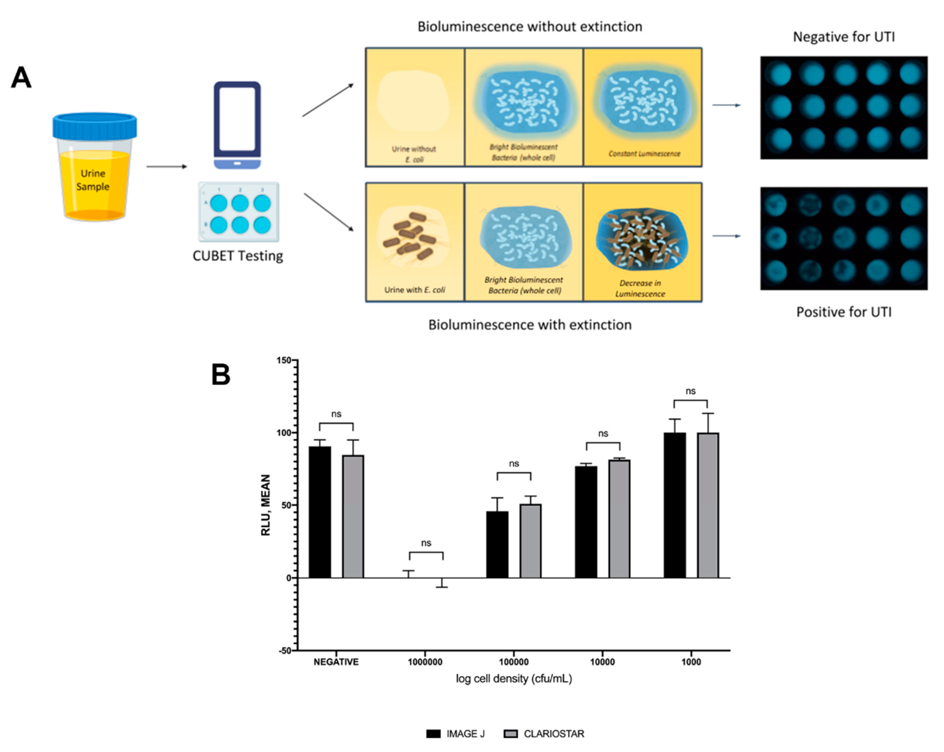Ijms 21 05015 g005 Ijms 21 05015 g005