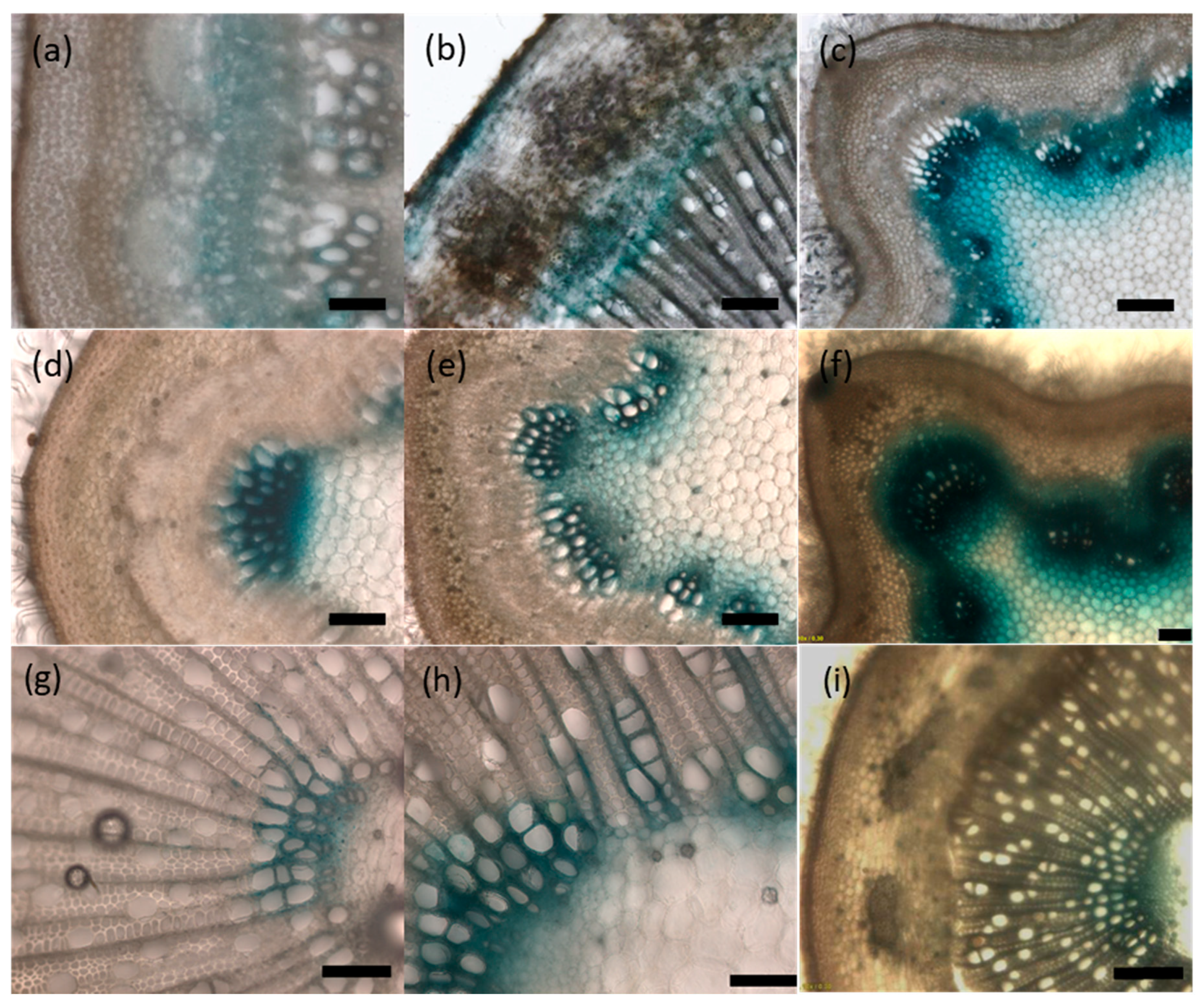 Ijms 21 05018 g006 Ijms 21 05018 g006